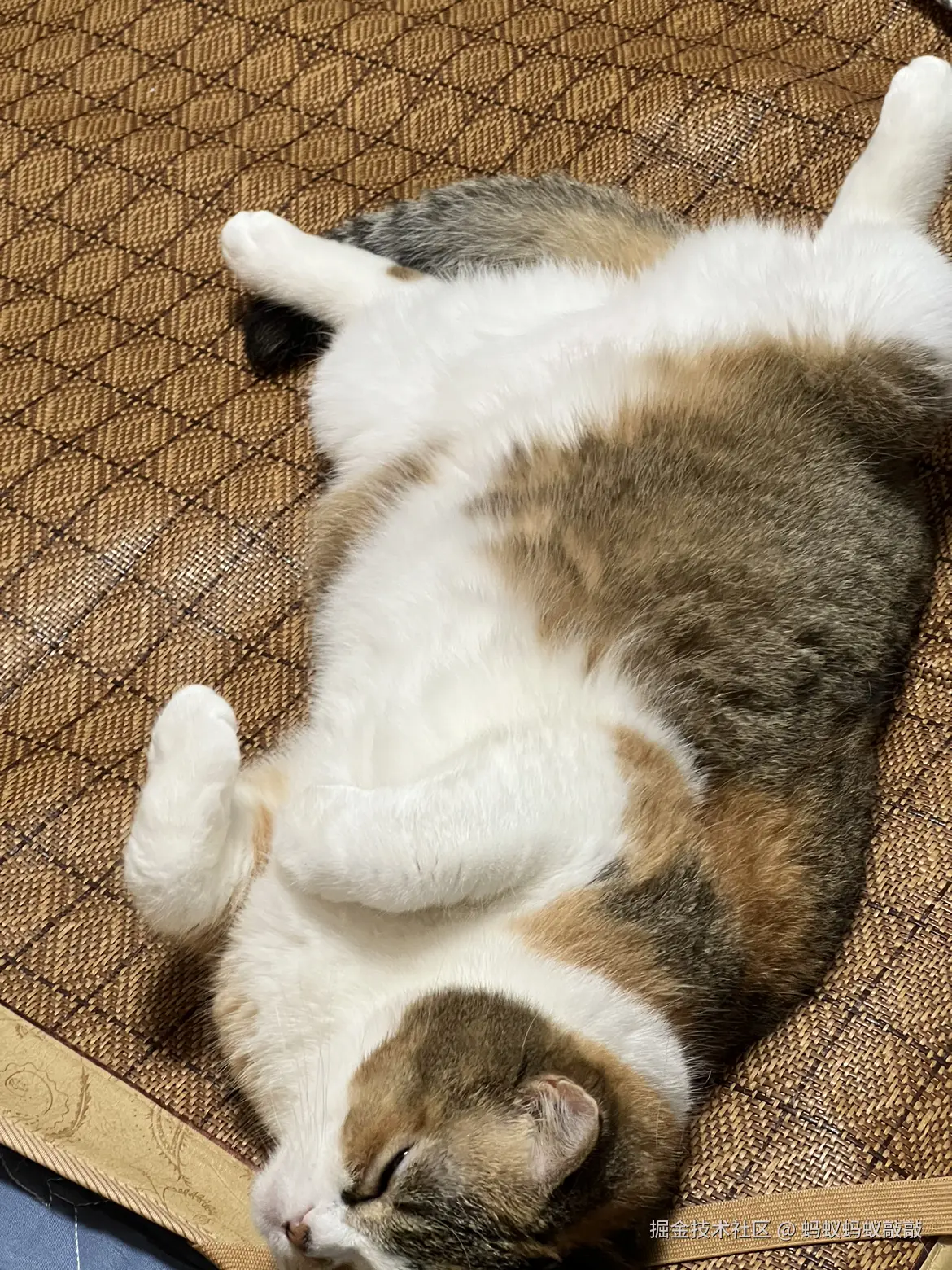 蚂蚁蚂蚁敲敲于2024-09-24 13:12发布的图片