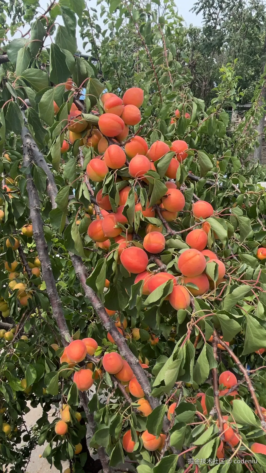 codeniu于2026-02-12 11:04发布的图片