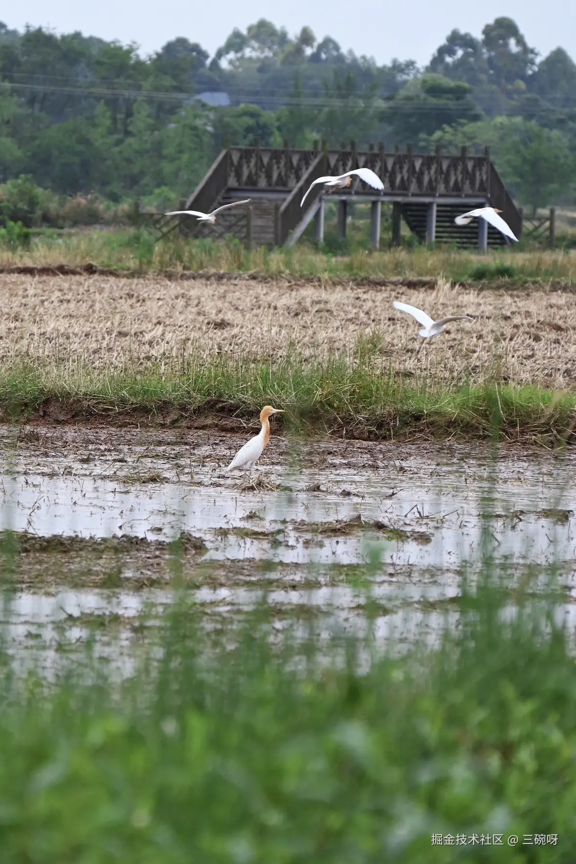 三碗呀于2025-06-03 10:05发布的图片