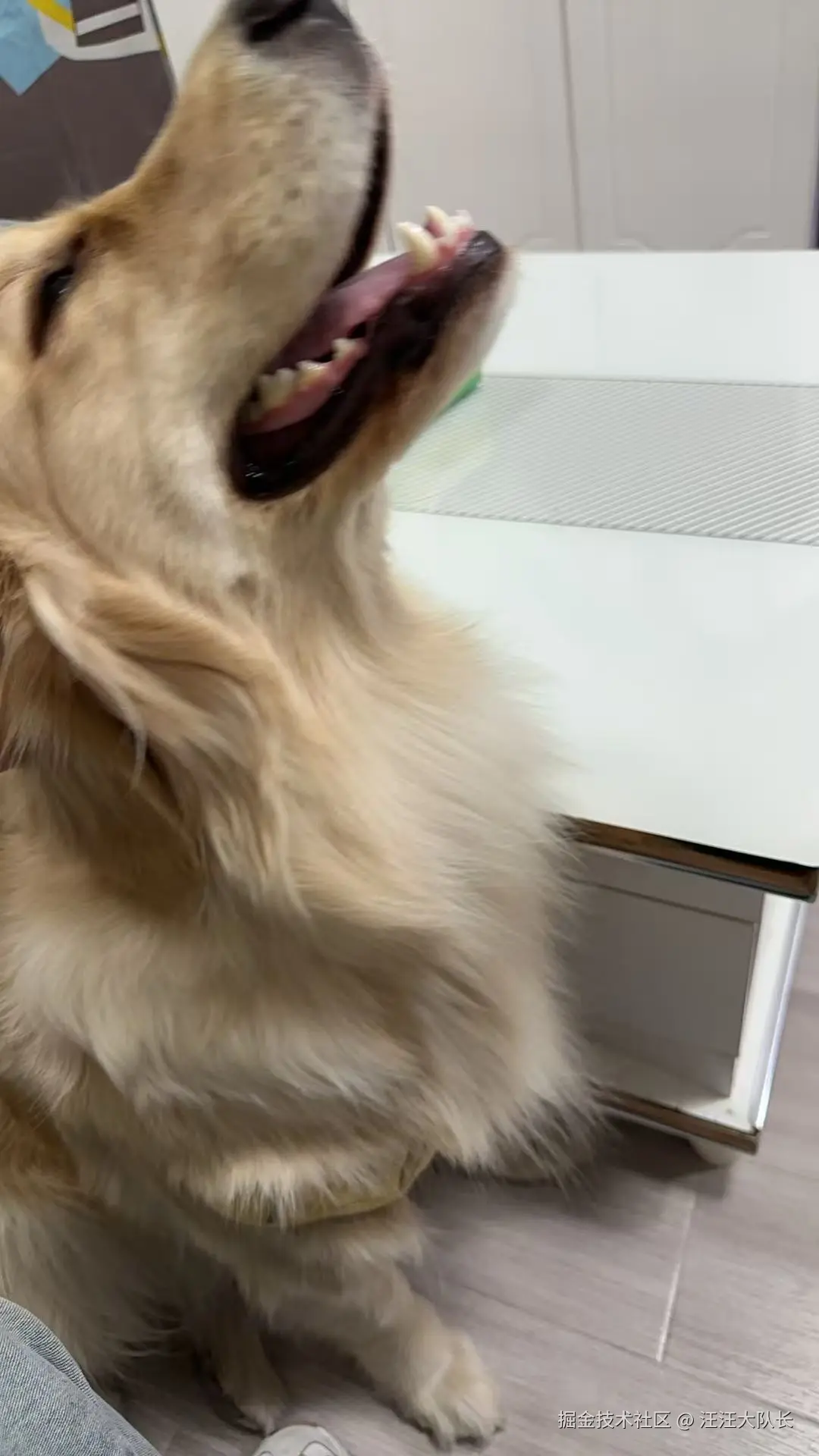 汪汪大队长于2025-04-24 10:07发布的图片