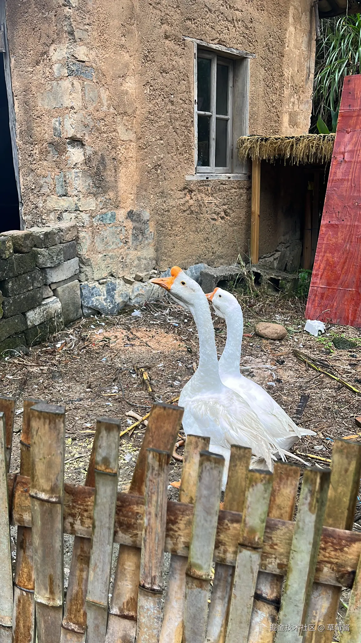 草莓酱于2024-10-21 11:47发布的图片