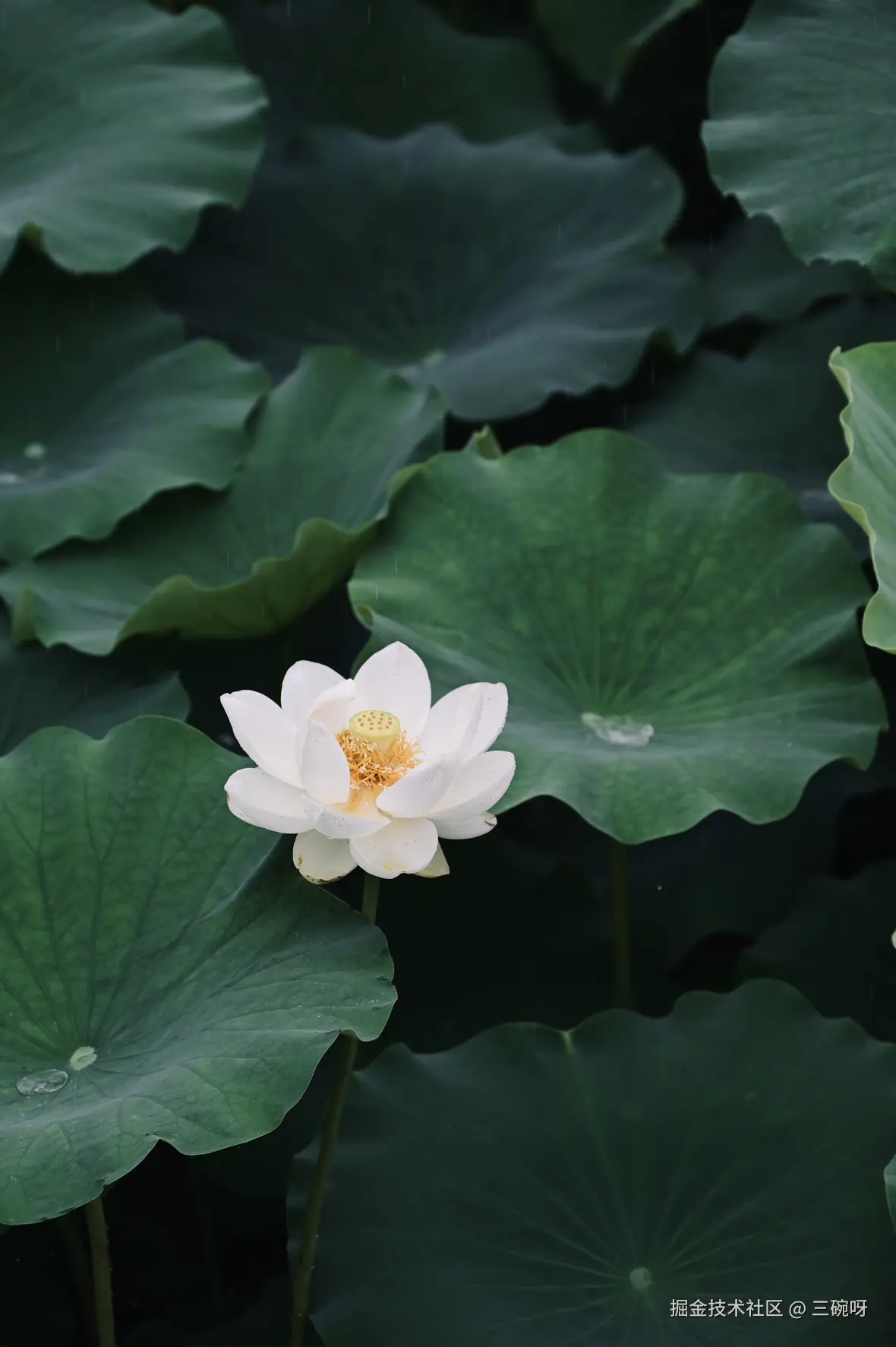 三碗呀于2025-06-30 10:23发布的图片