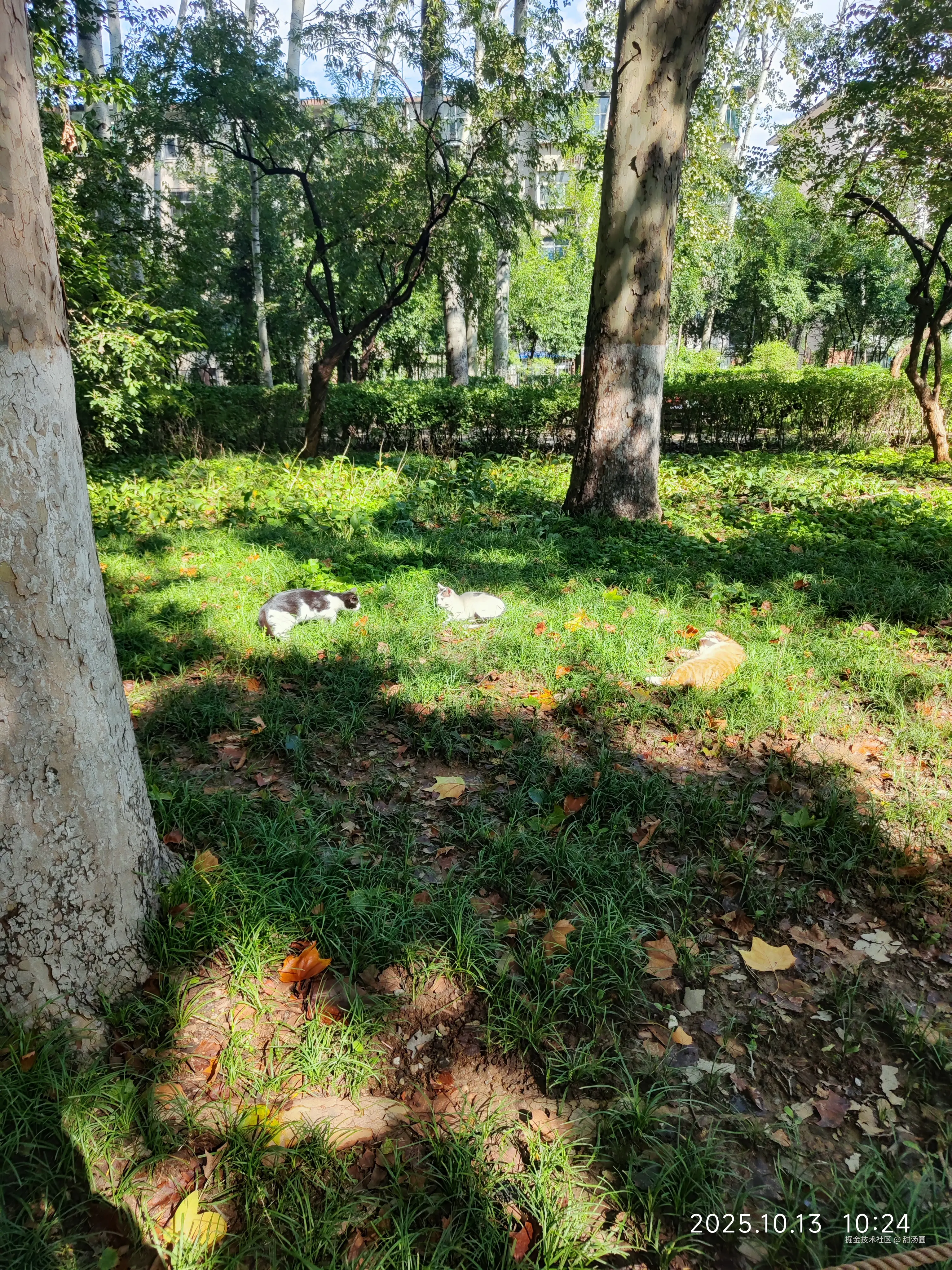 甜汤圆于2025-10-13 10:44发布的图片