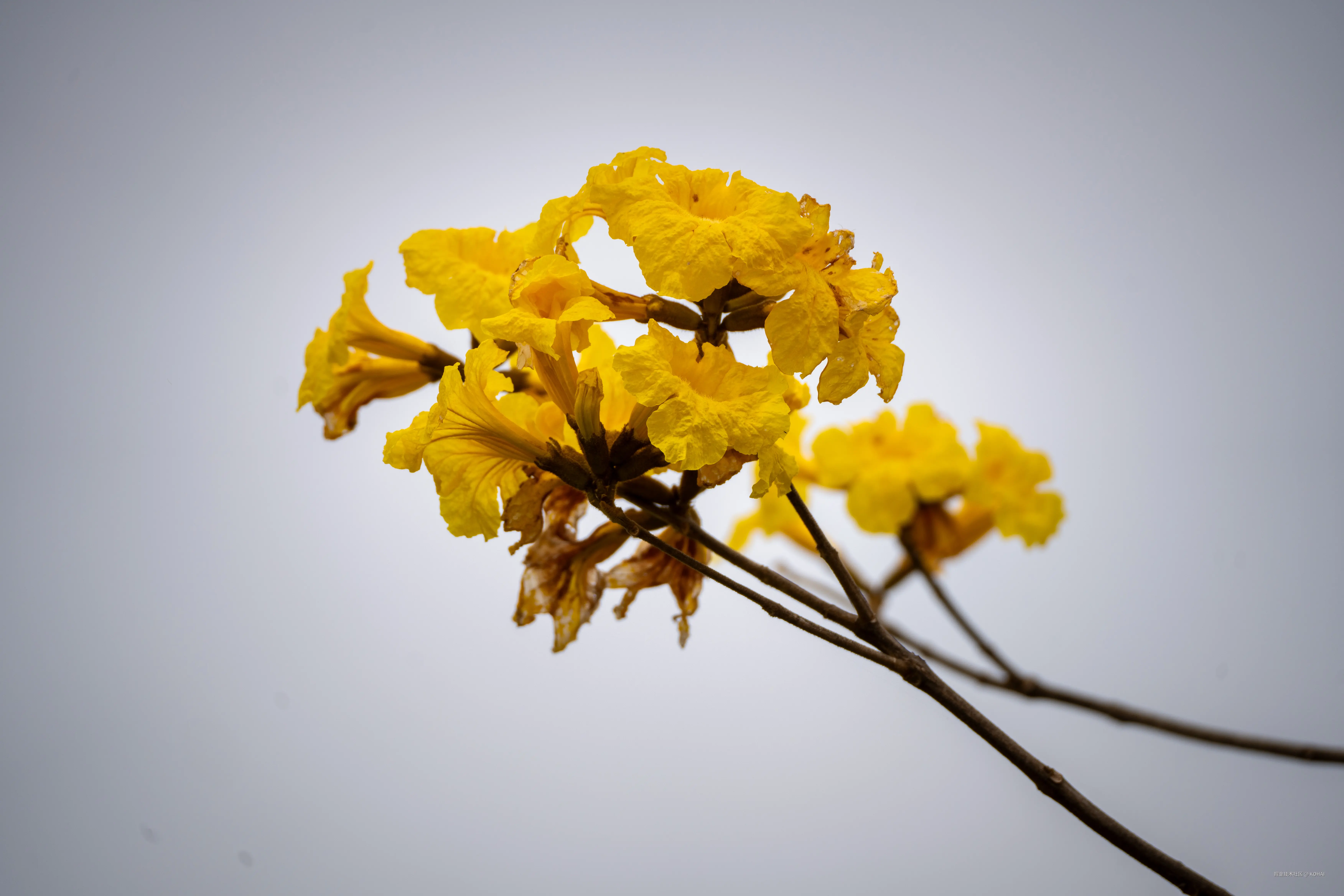 KOHAI于2025-03-10 11:38发布的图片