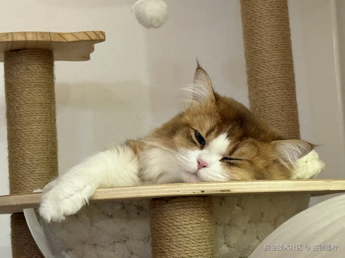 古德墨柠于2026-02-09 17:58发布的图片