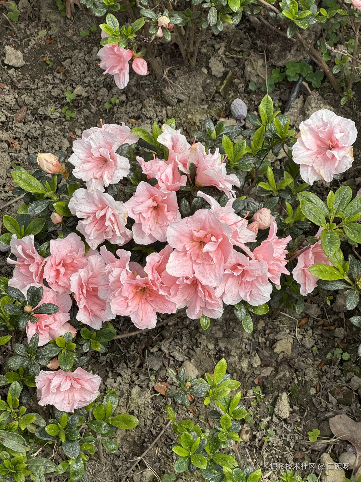 三碗呀于2025-03-17 17:49发布的图片