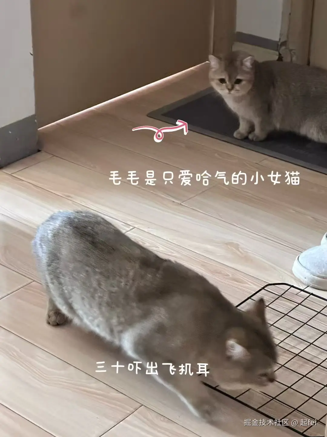 起fei于2025-03-10 03:02发布的图片