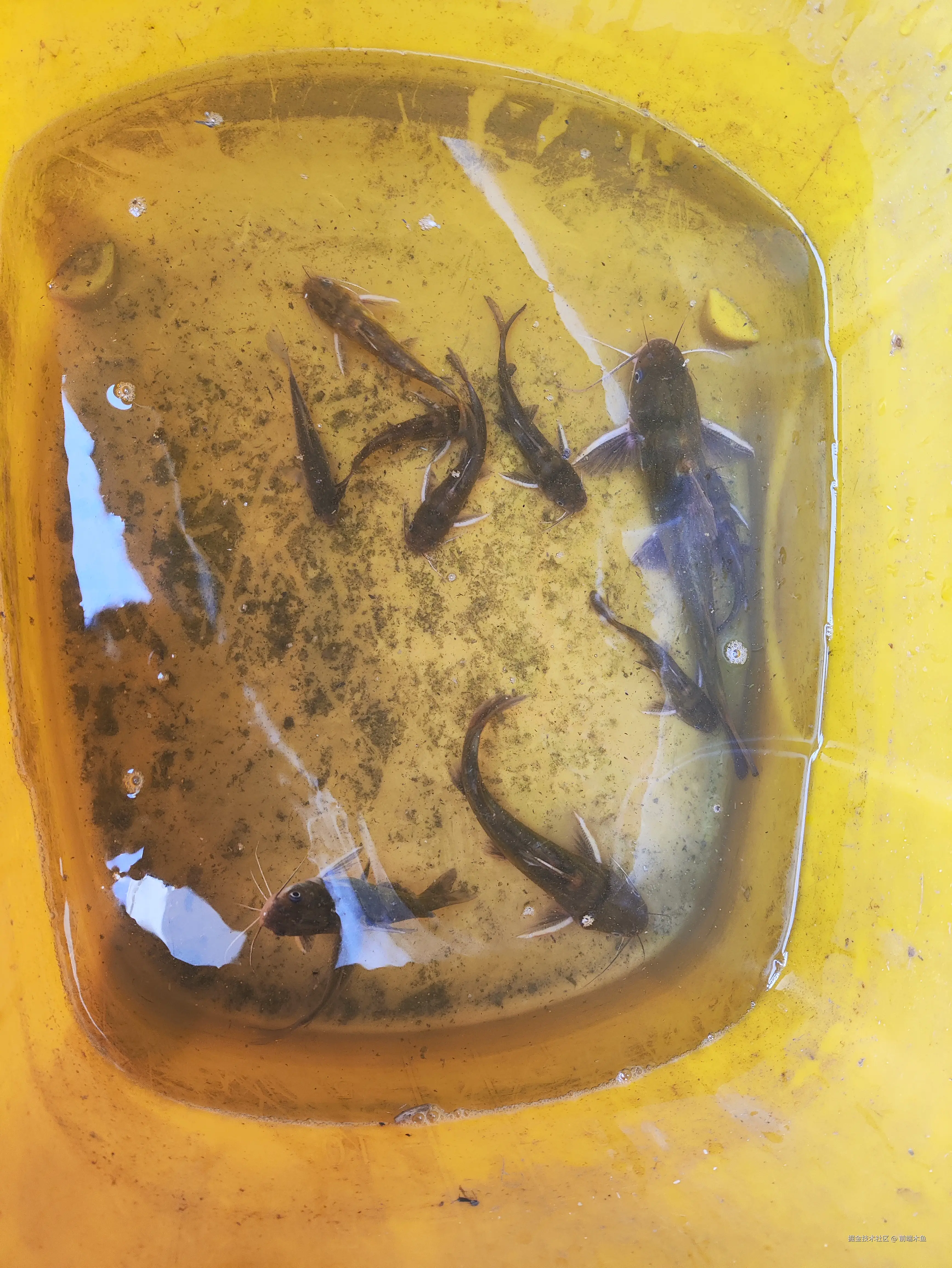 前端木鱼于2025-07-28 08:45发布的图片