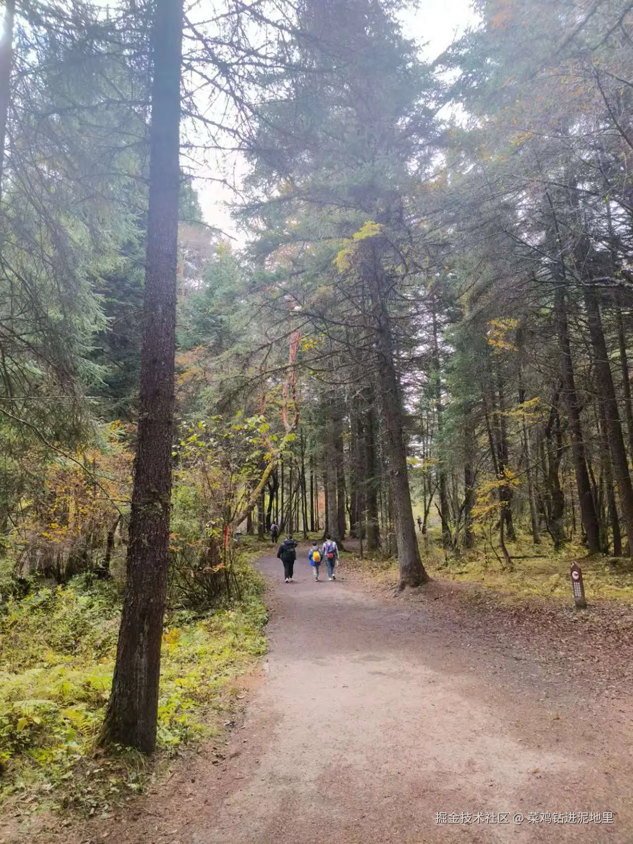 菜鸡钻进泥地里于2025-11-10 15:46发布的图片