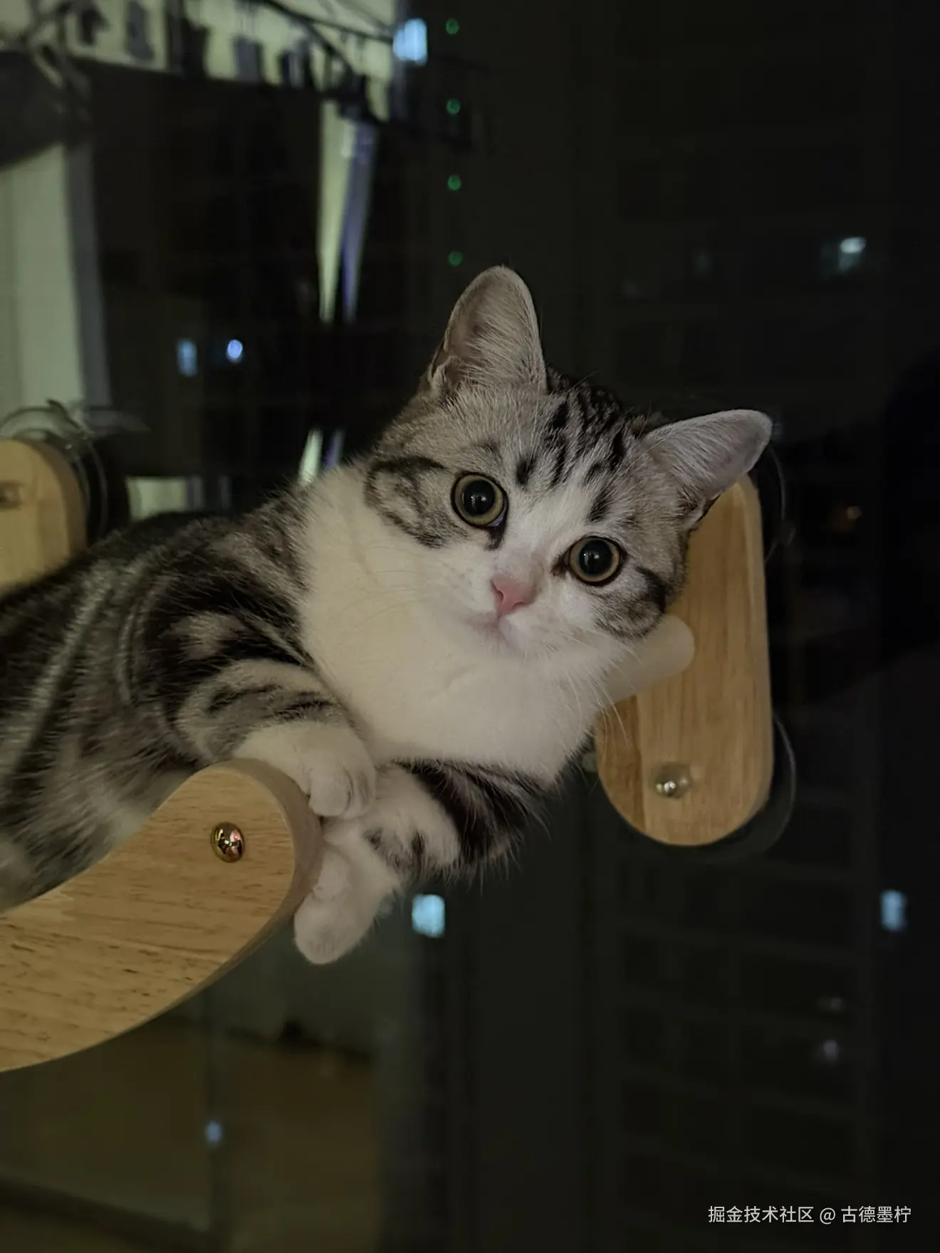 古德墨柠于2026-01-30 17:53发布的图片