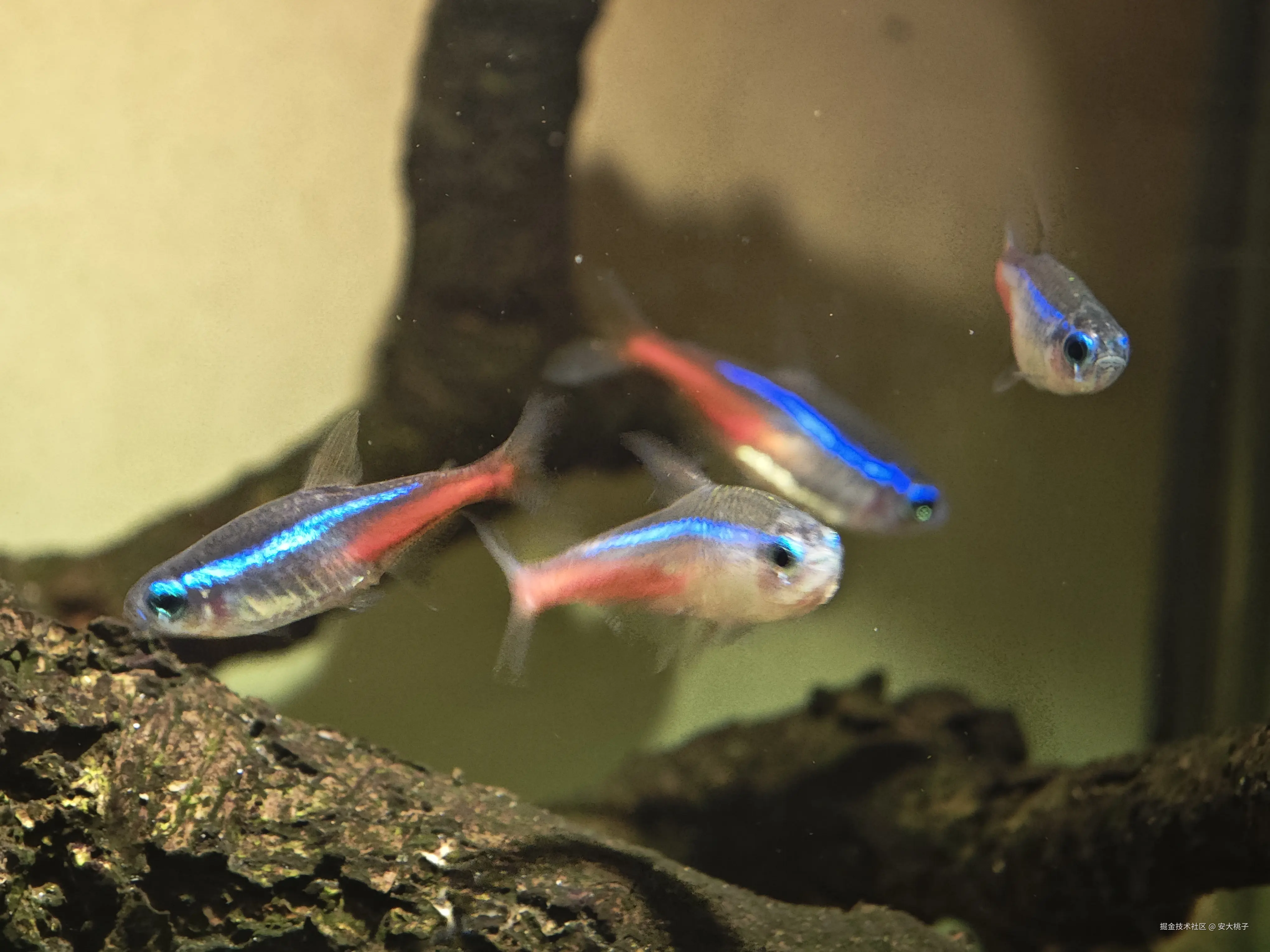 安大桃子于2026-03-26 11:17发布的图片