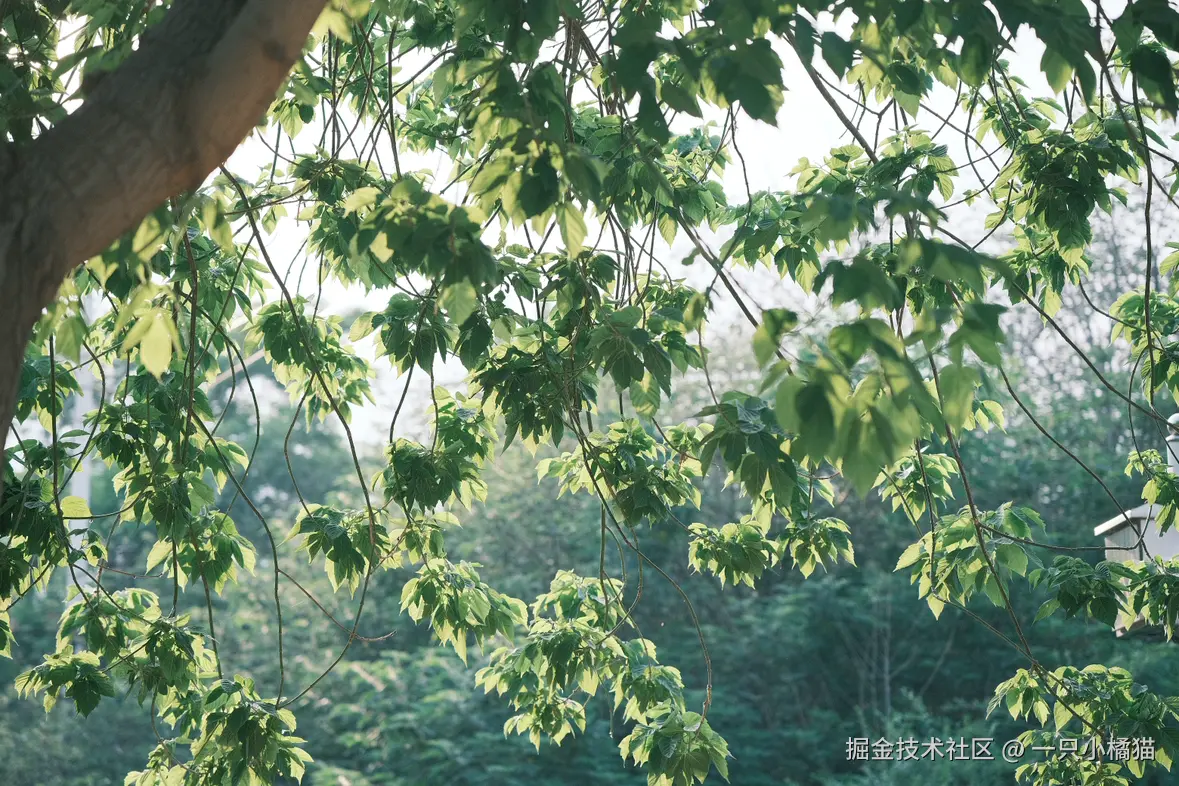 一只小橘猫于2025-06-01 10:42发布的图片