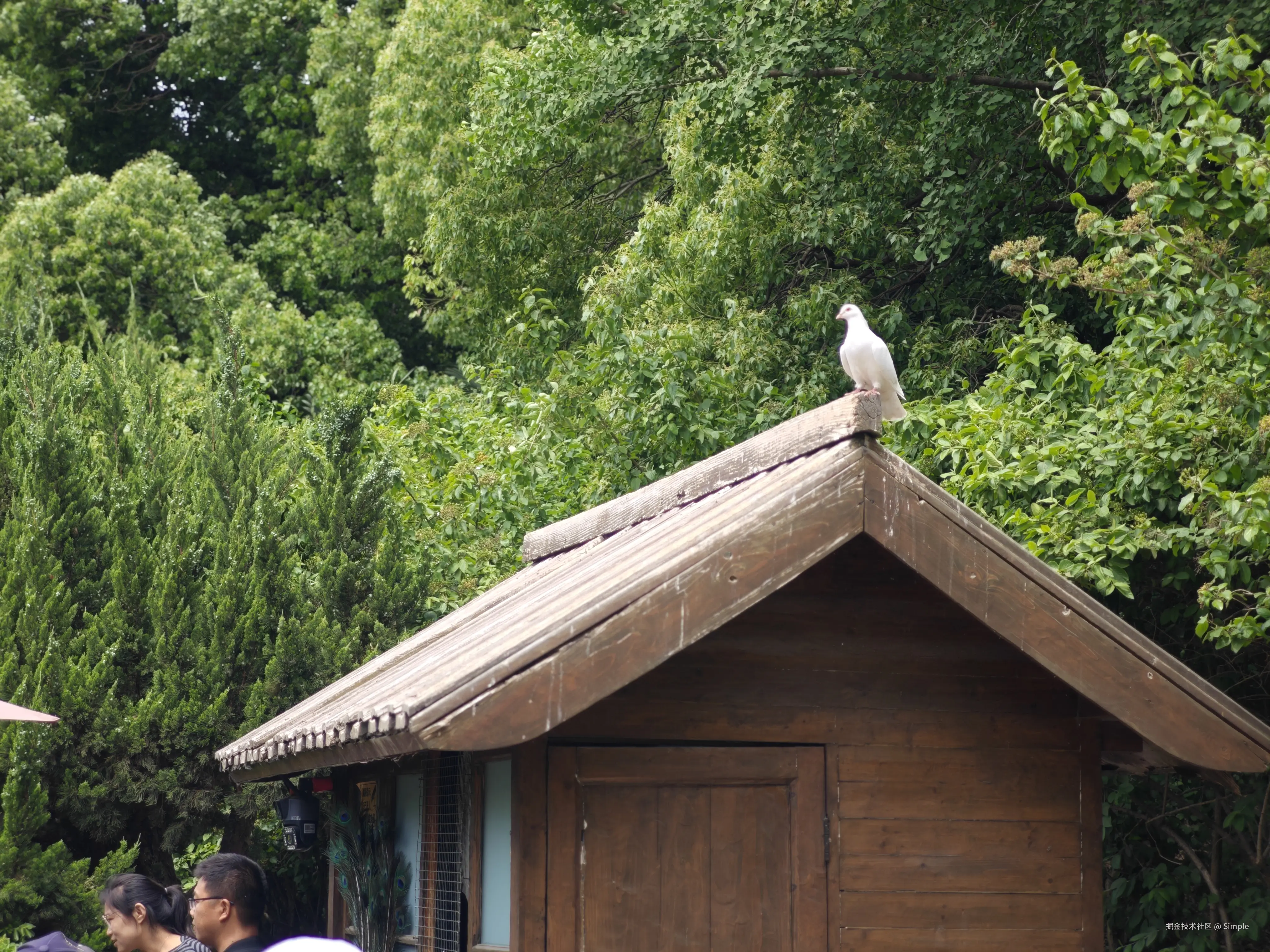 Simple于2025-05-07 17:50发布的图片