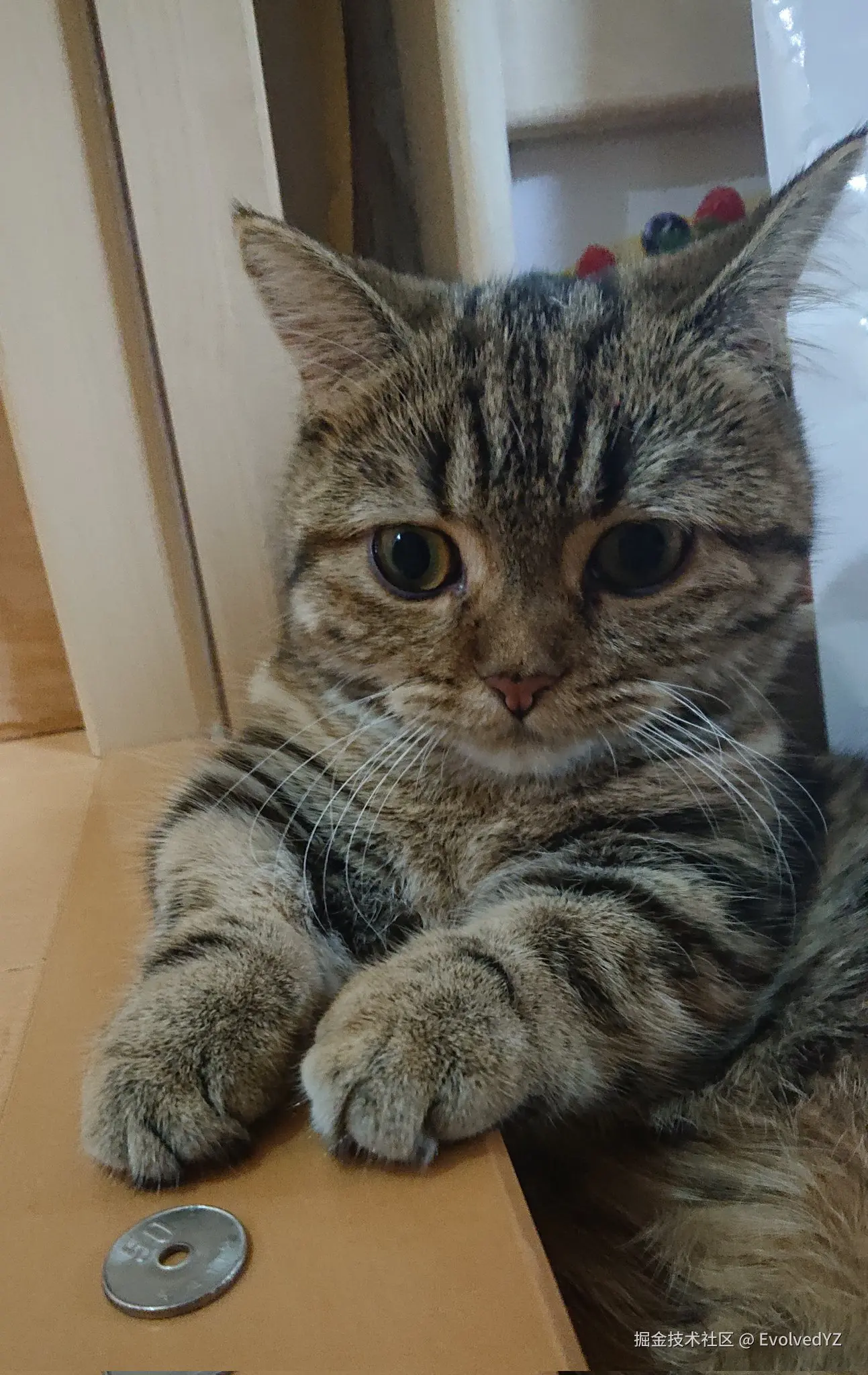 EvolvedYZ于2024-08-11 22:51发布的图片