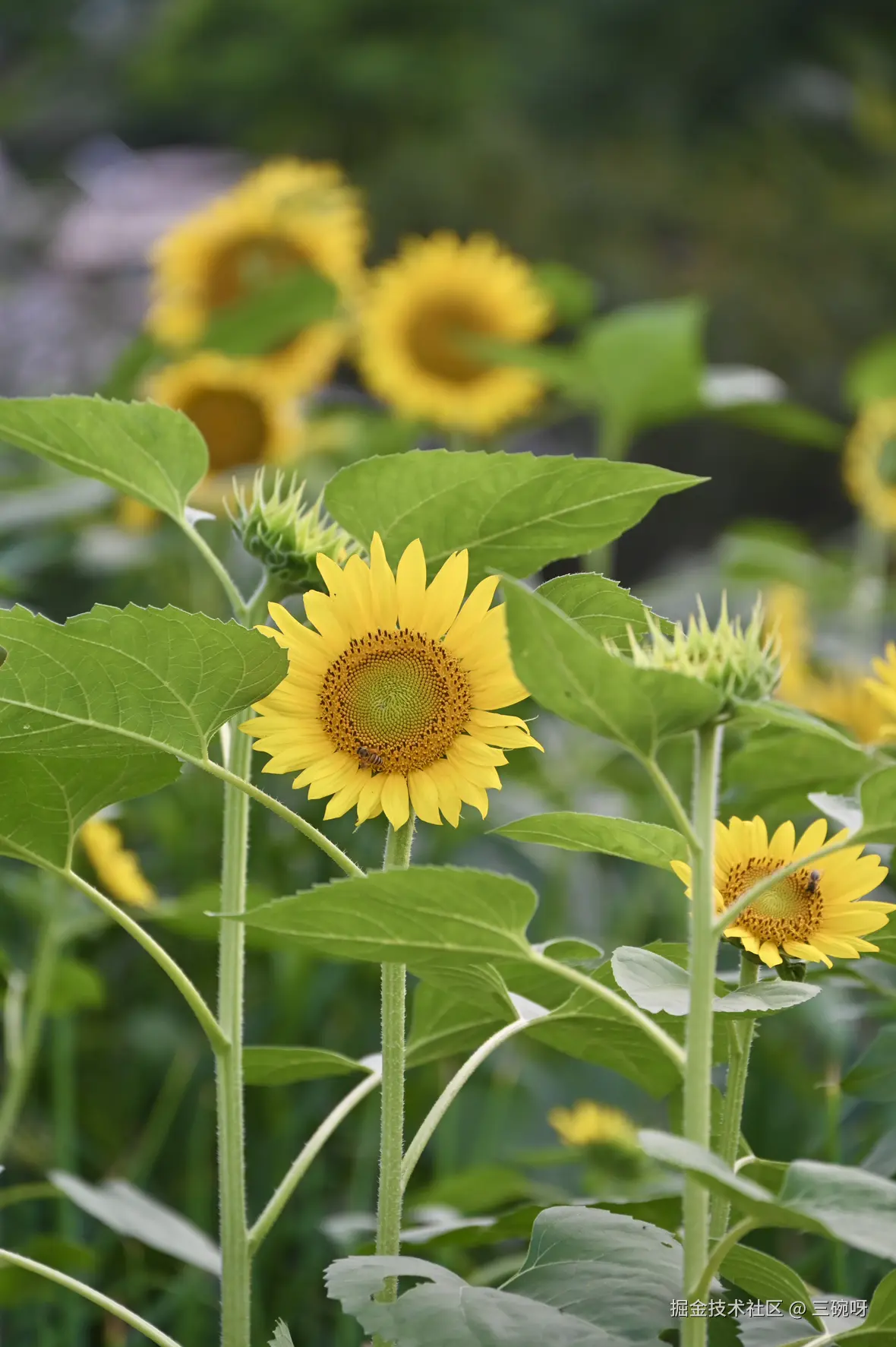 三碗呀于2025-07-09 10:10发布的图片