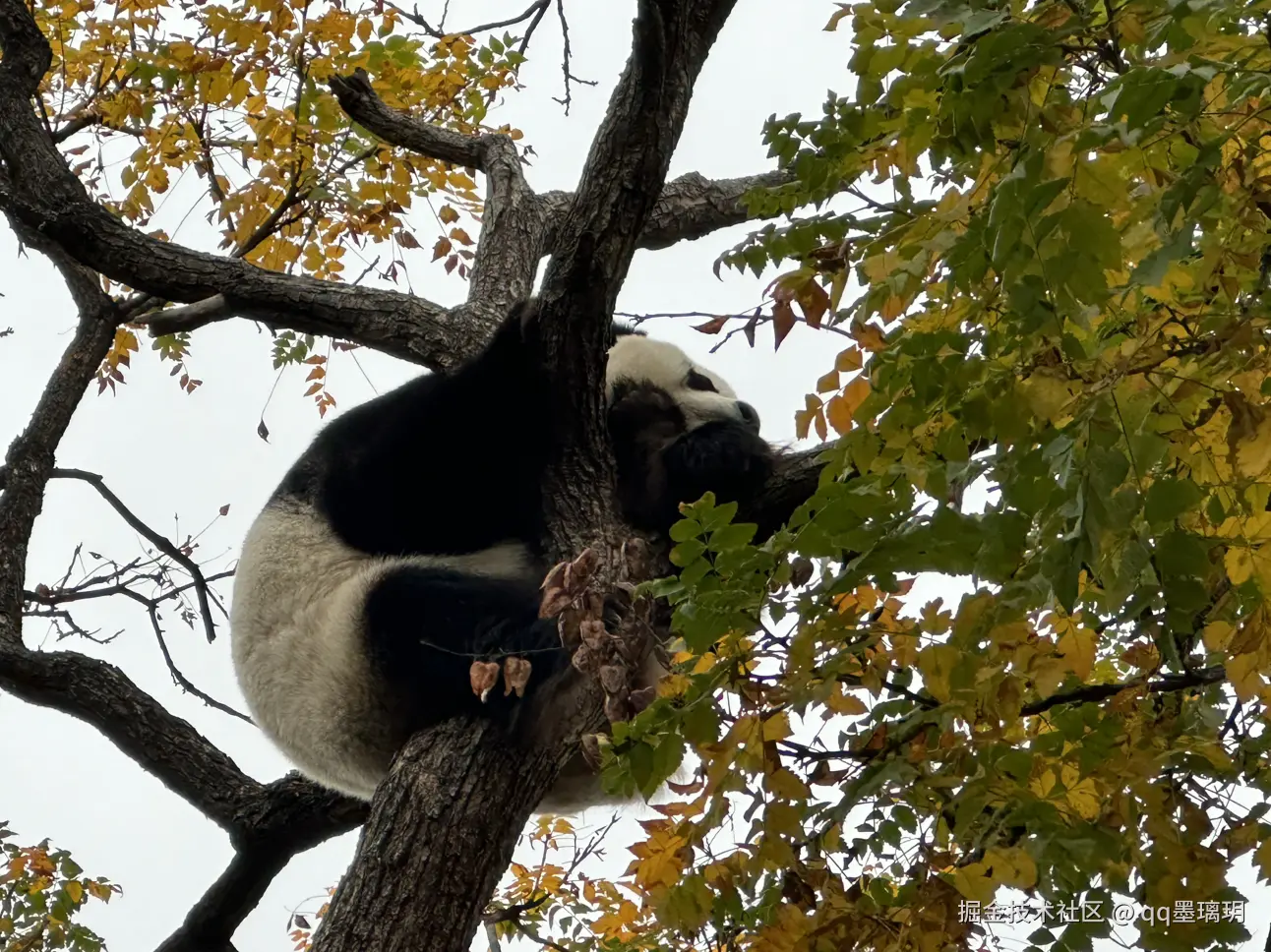 qq墨璃玥于2024-10-25 15:19发布的图片