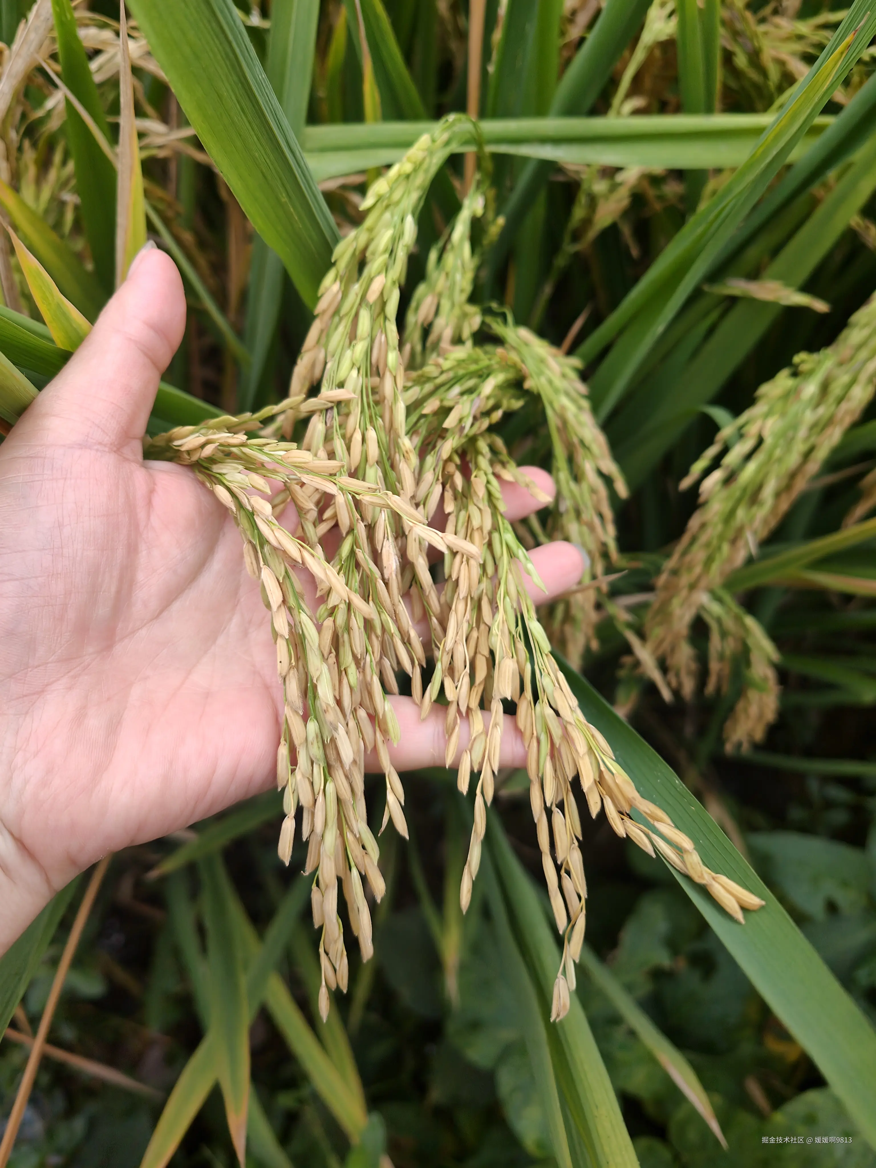 媛媛啊9813于2025-10-02 17:28发布的图片