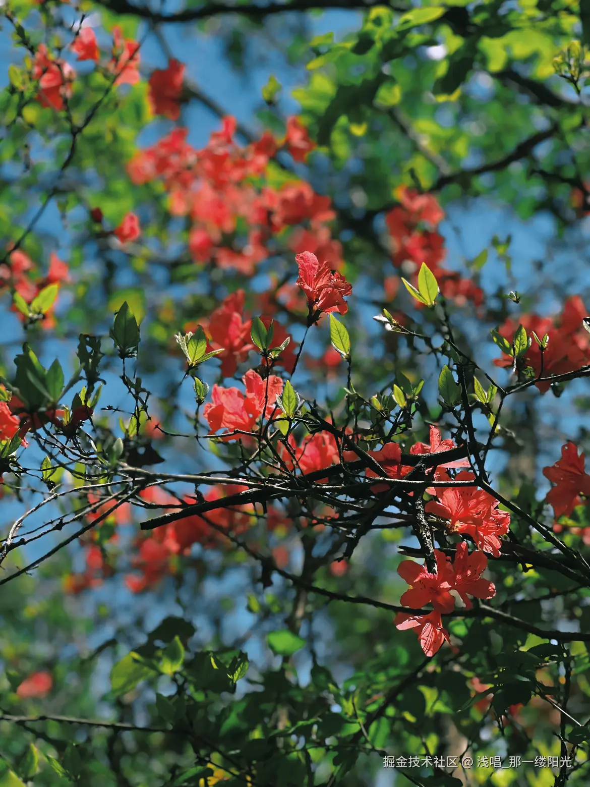 浅唱_那一缕阳光于2025-04-24 09:06发布的图片