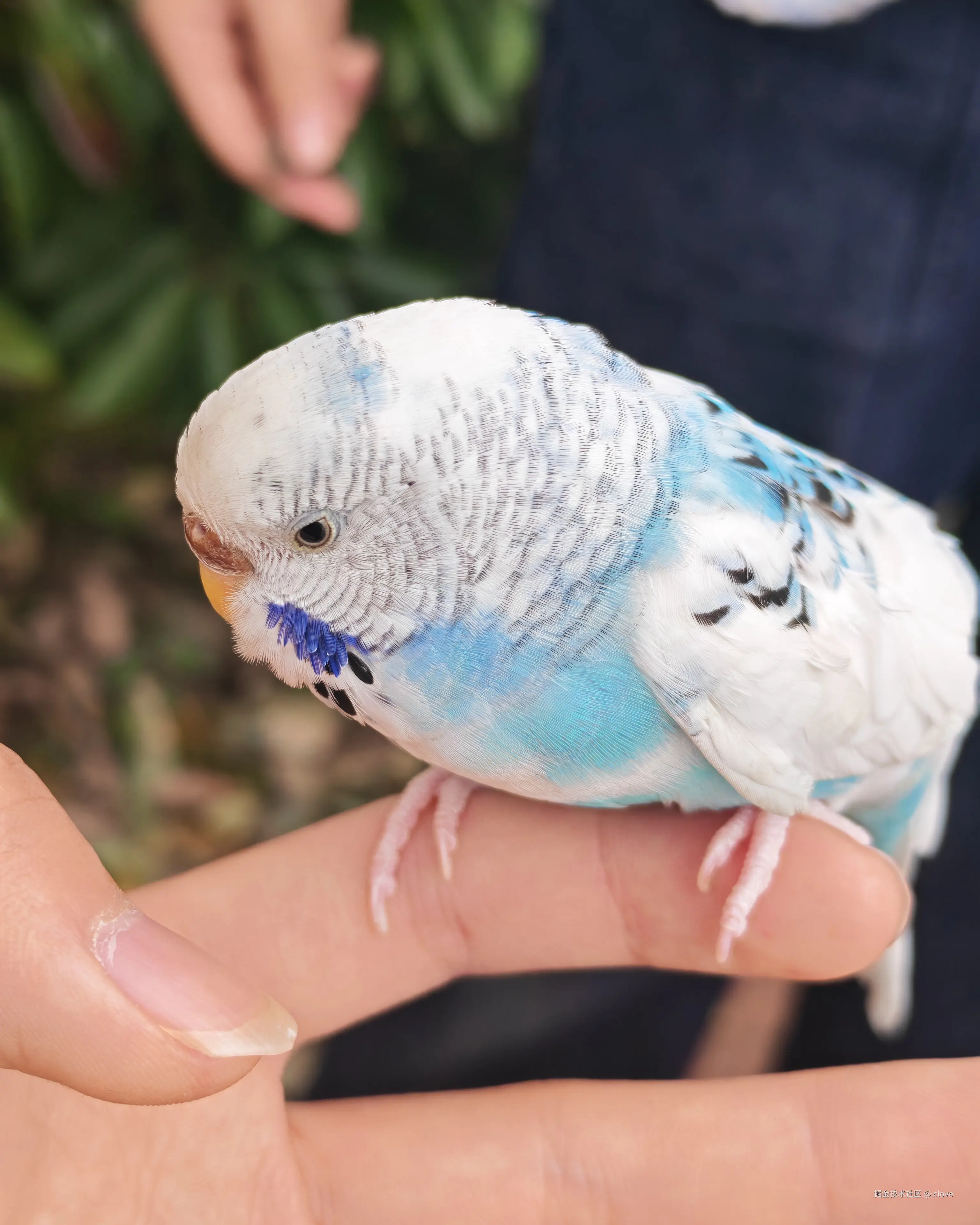 clove于2026-03-15 19:57发布的图片