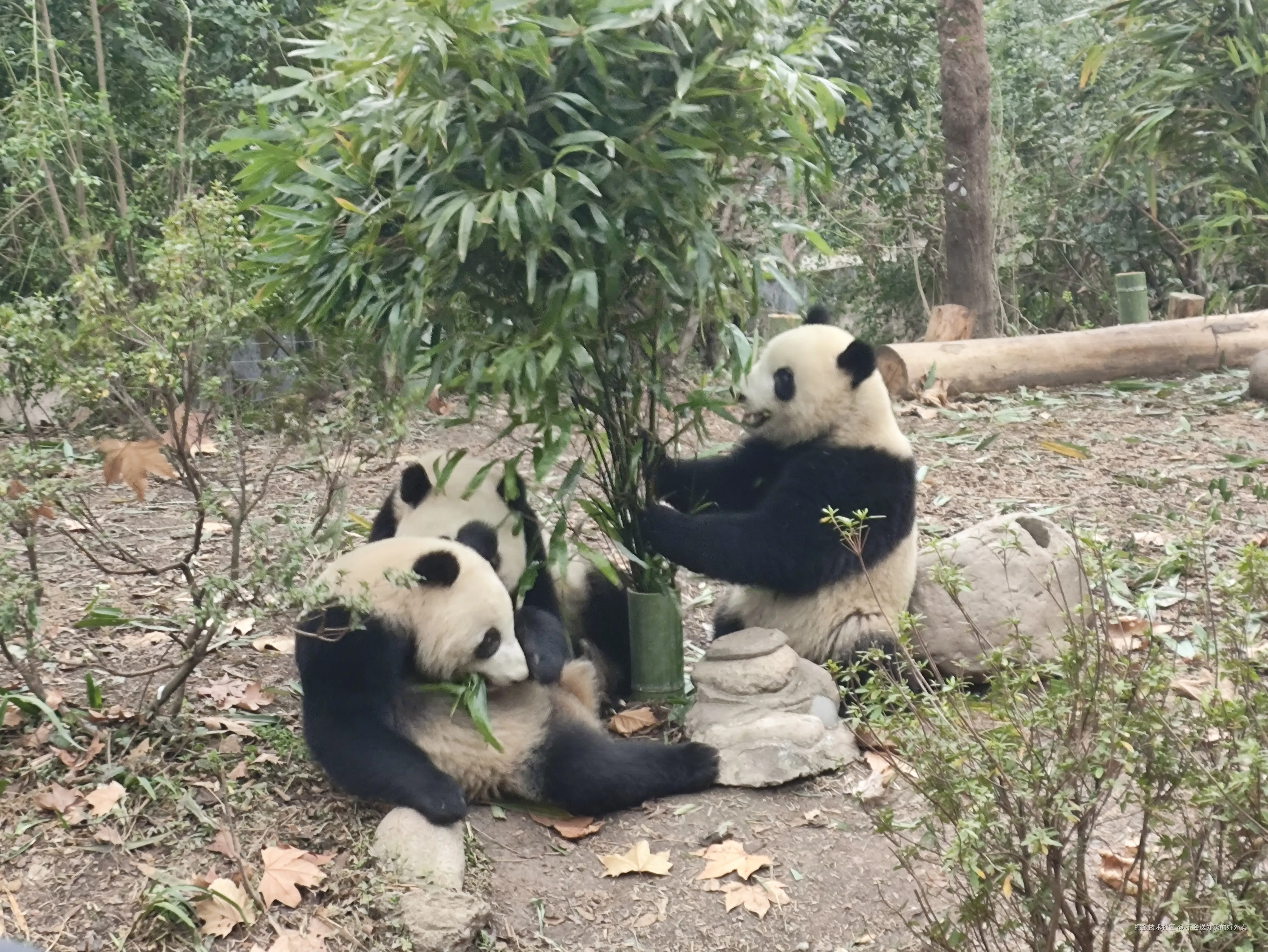 不会送外卖的好外卖于2026-01-02 14:21发布的图片