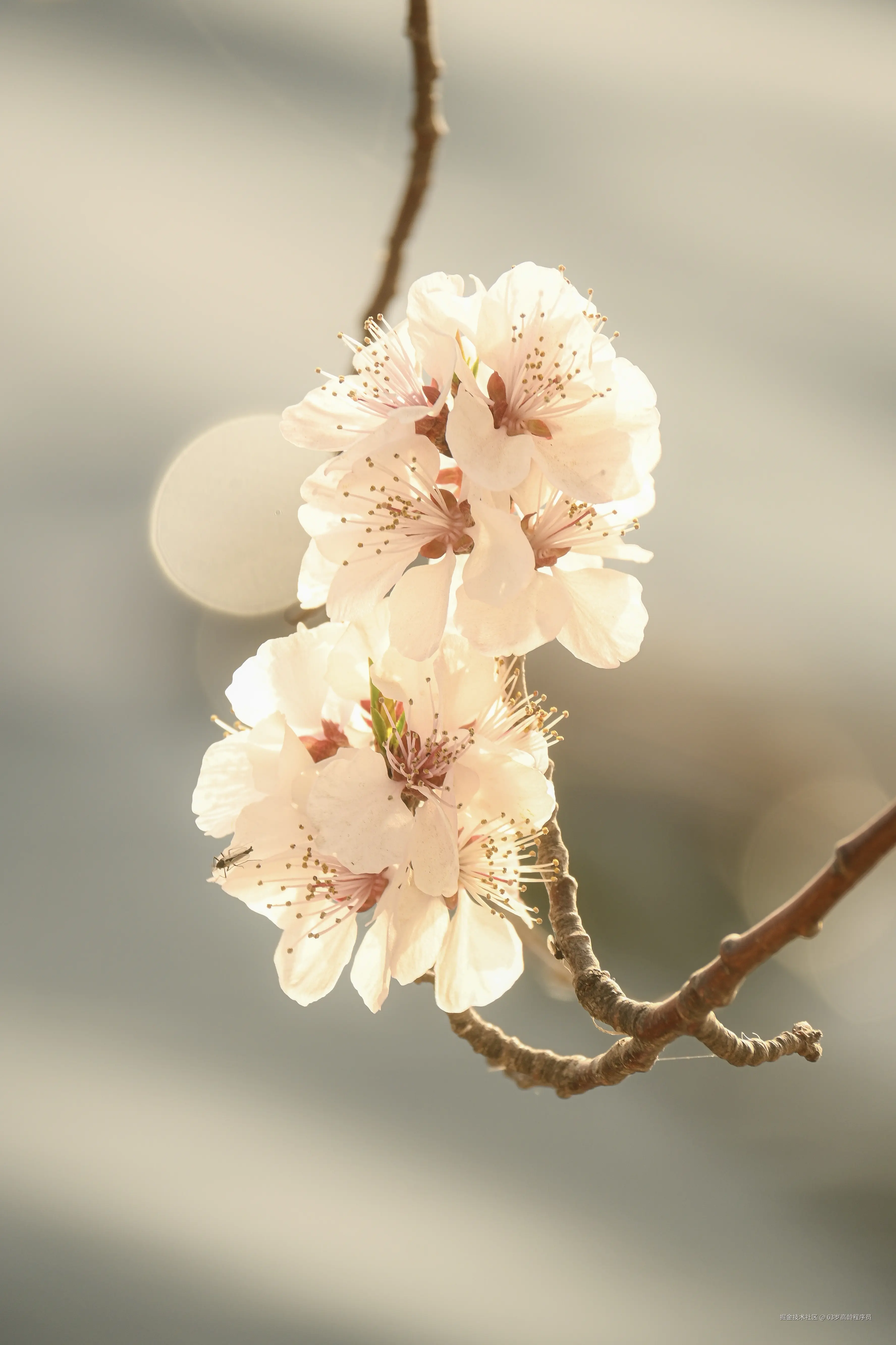 63岁高龄程序员于2026-03-23 16:32发布的图片