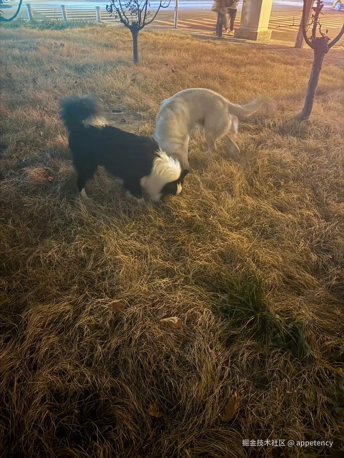 appetency于2024-12-31 16:23发布的图片