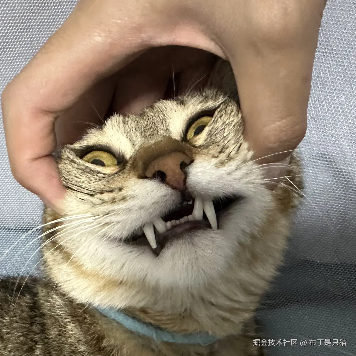 布丁是只猫于2026-03-03 11:51发布的图片