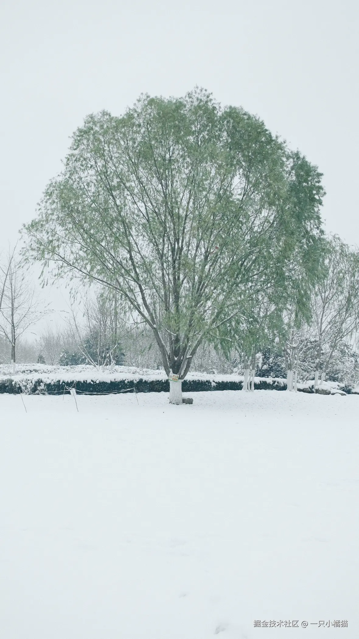 一只小橘猫于2025-12-15 11:02发布的图片