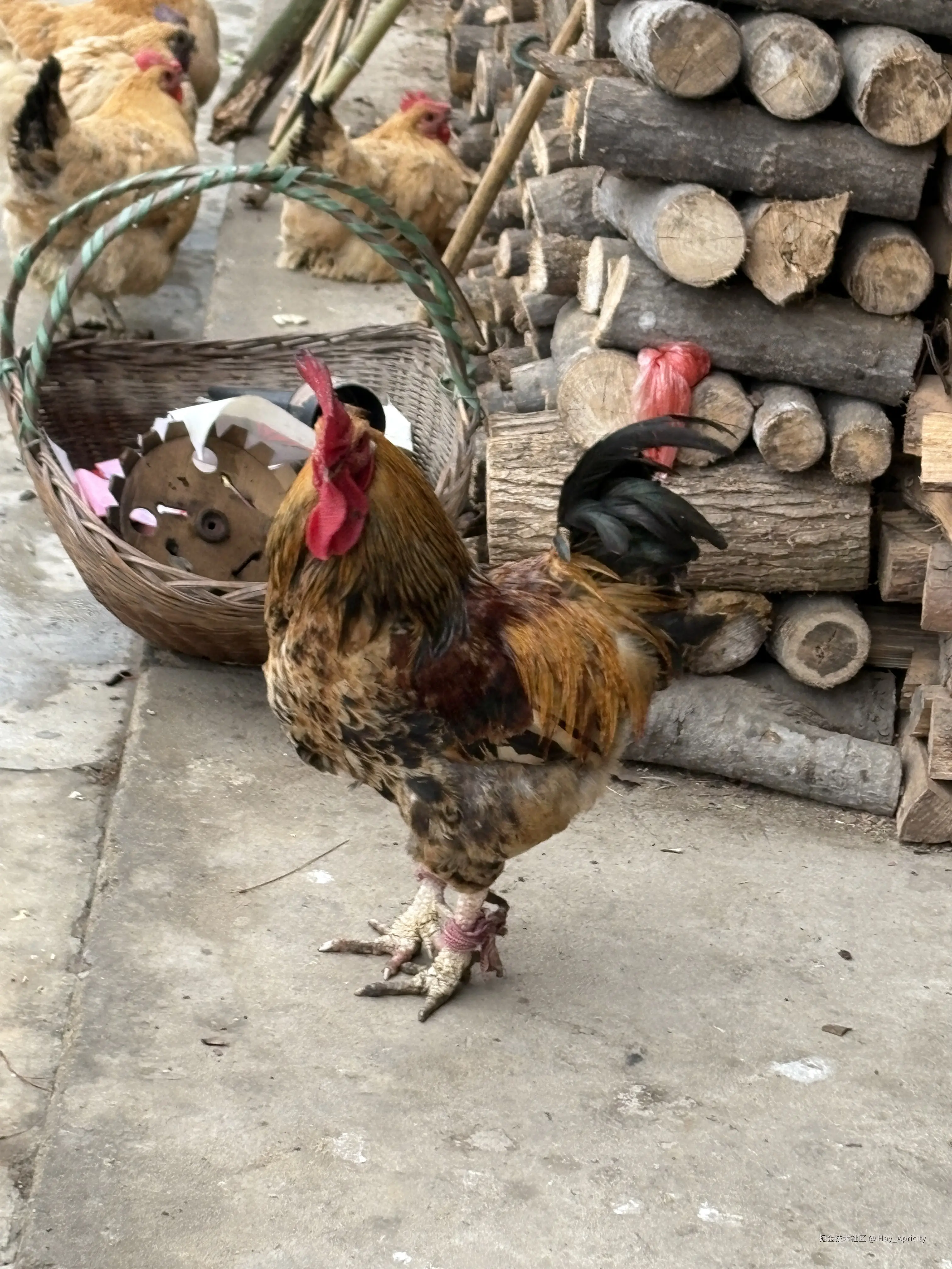 Hay_Apricity于2026-02-26 16:56发布的图片