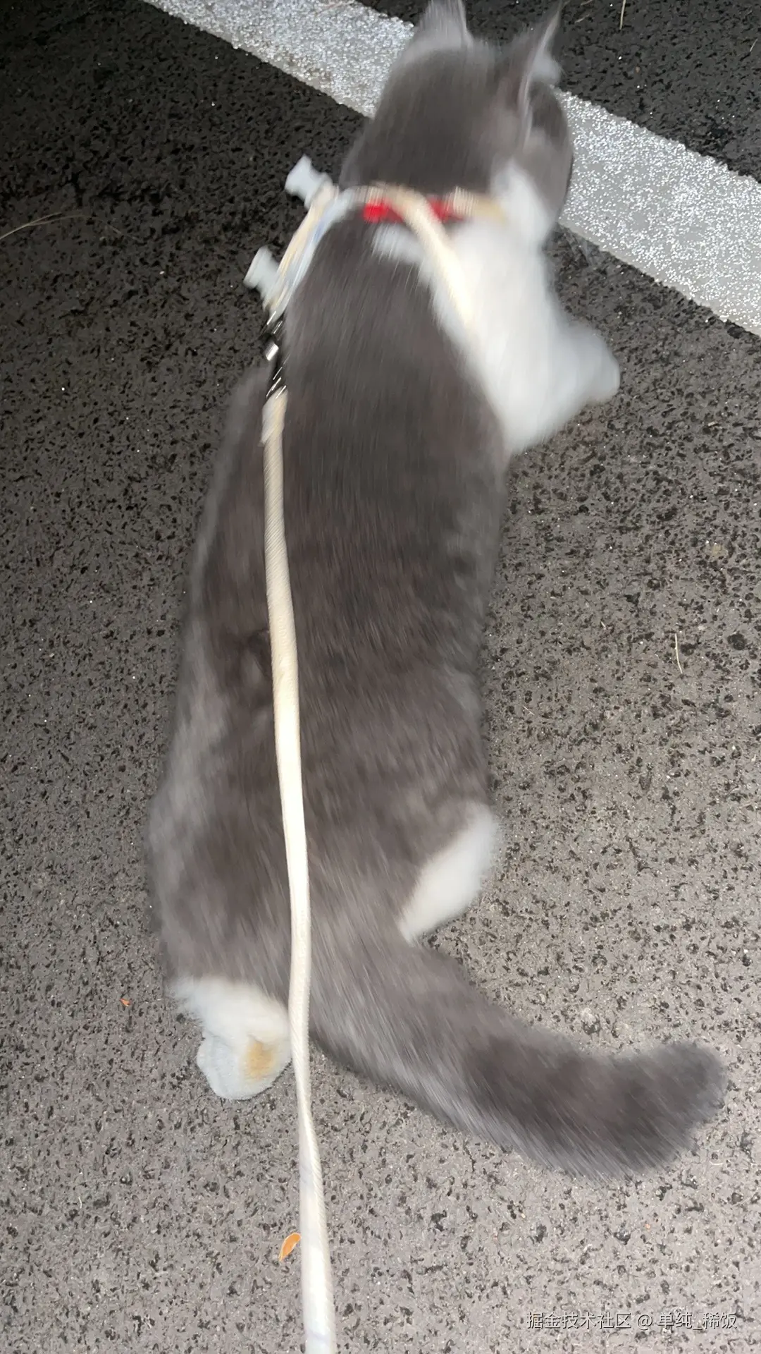 单纯_稀饭于2024-07-22 08:06发布的图片