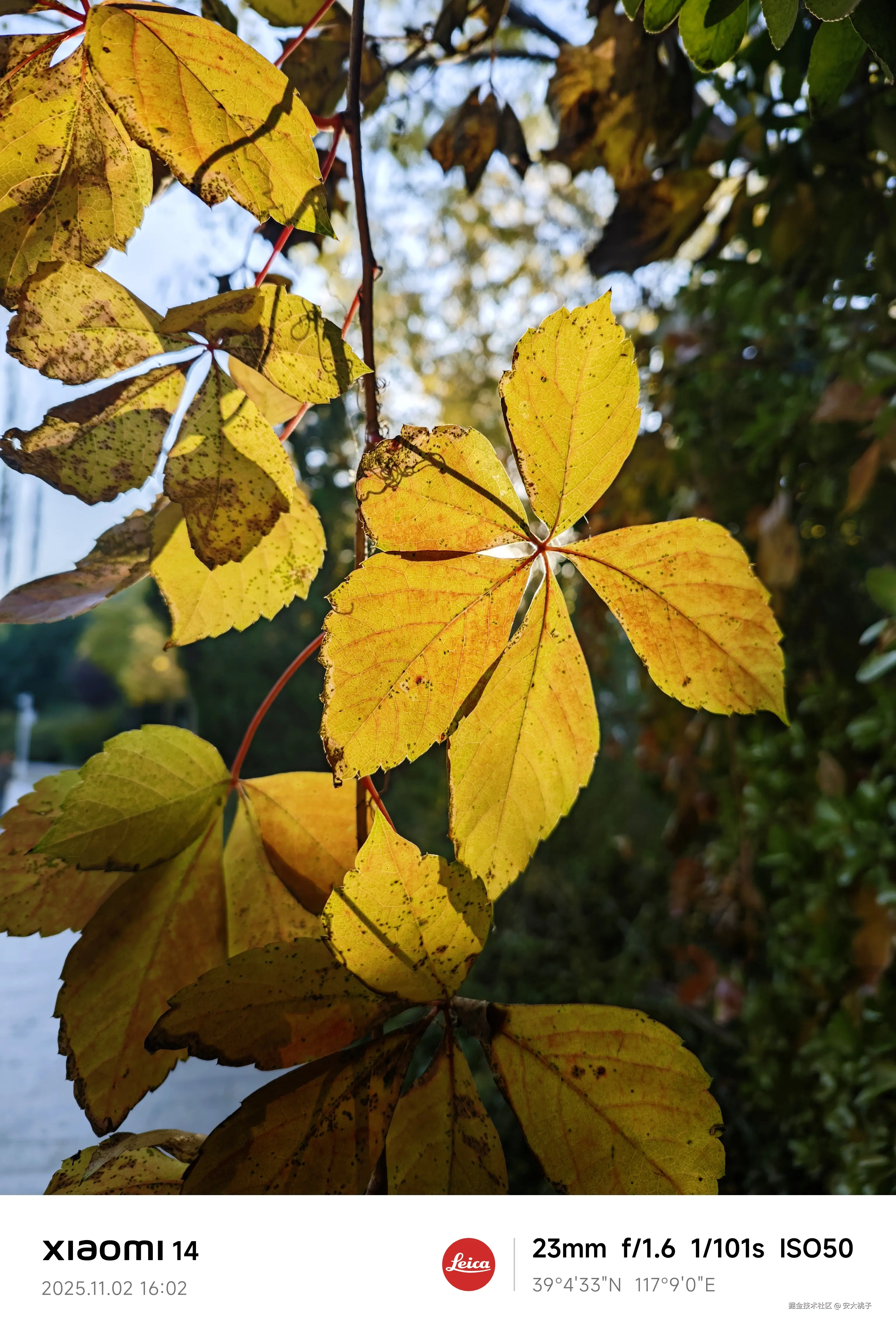 安大桃子于2025-11-02 16:48发布的图片