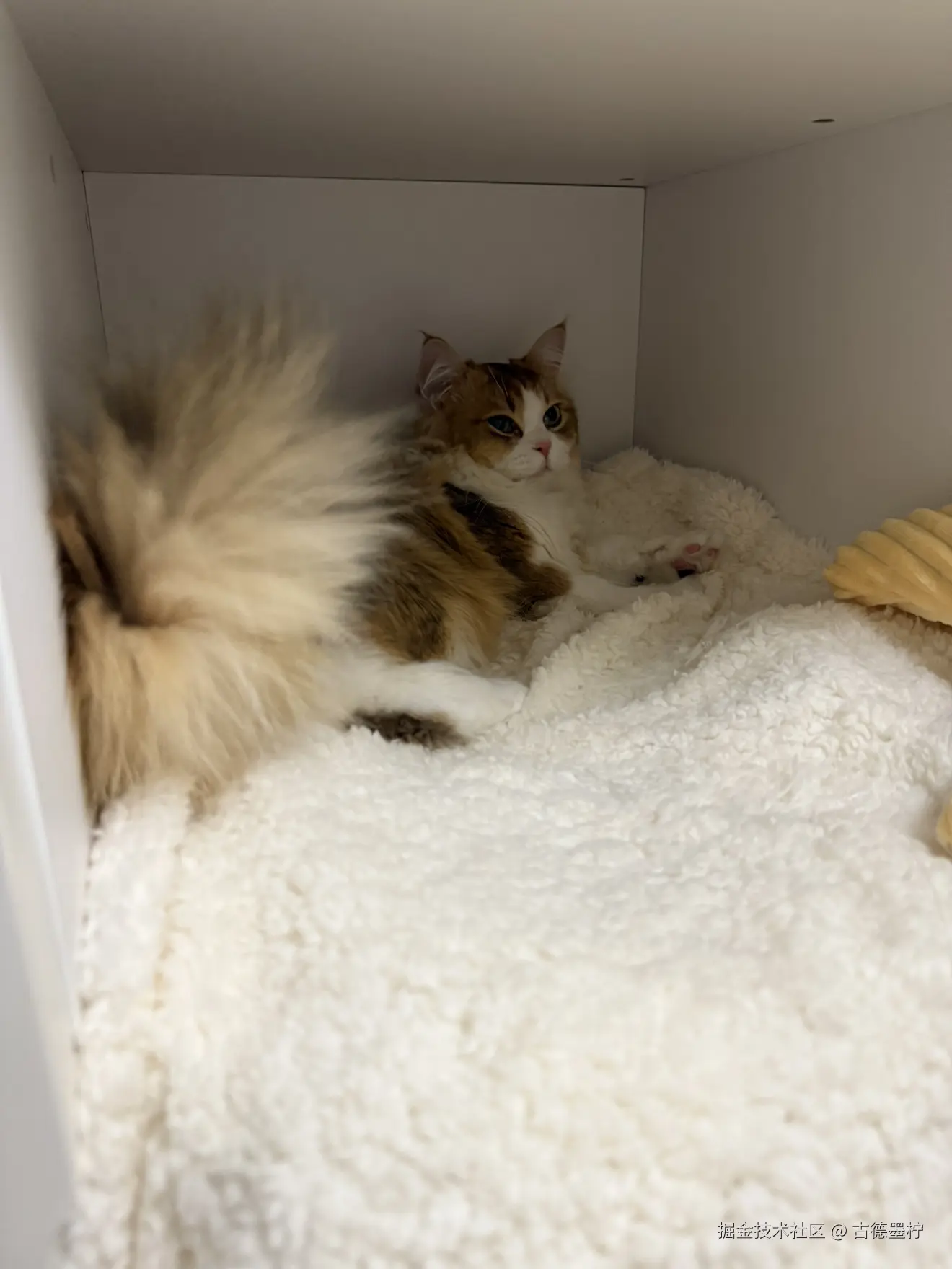 古德墨柠于2026-01-26 16:09发布的图片