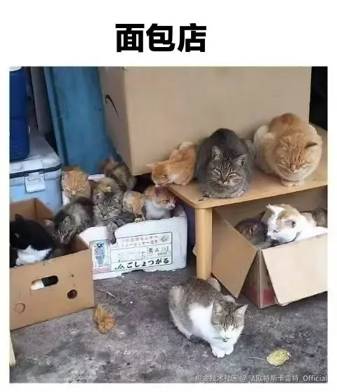 法欧特斯卡雷特_Official于2025-05-30 08:52发布的图片