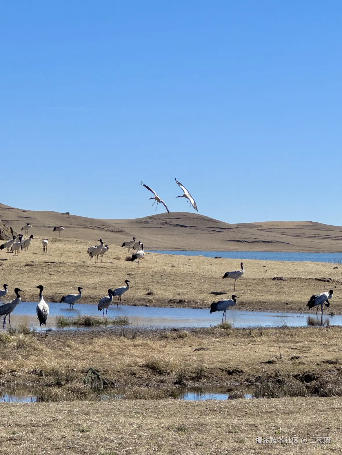三碗呀于2026-03-05 13:33发布的图片