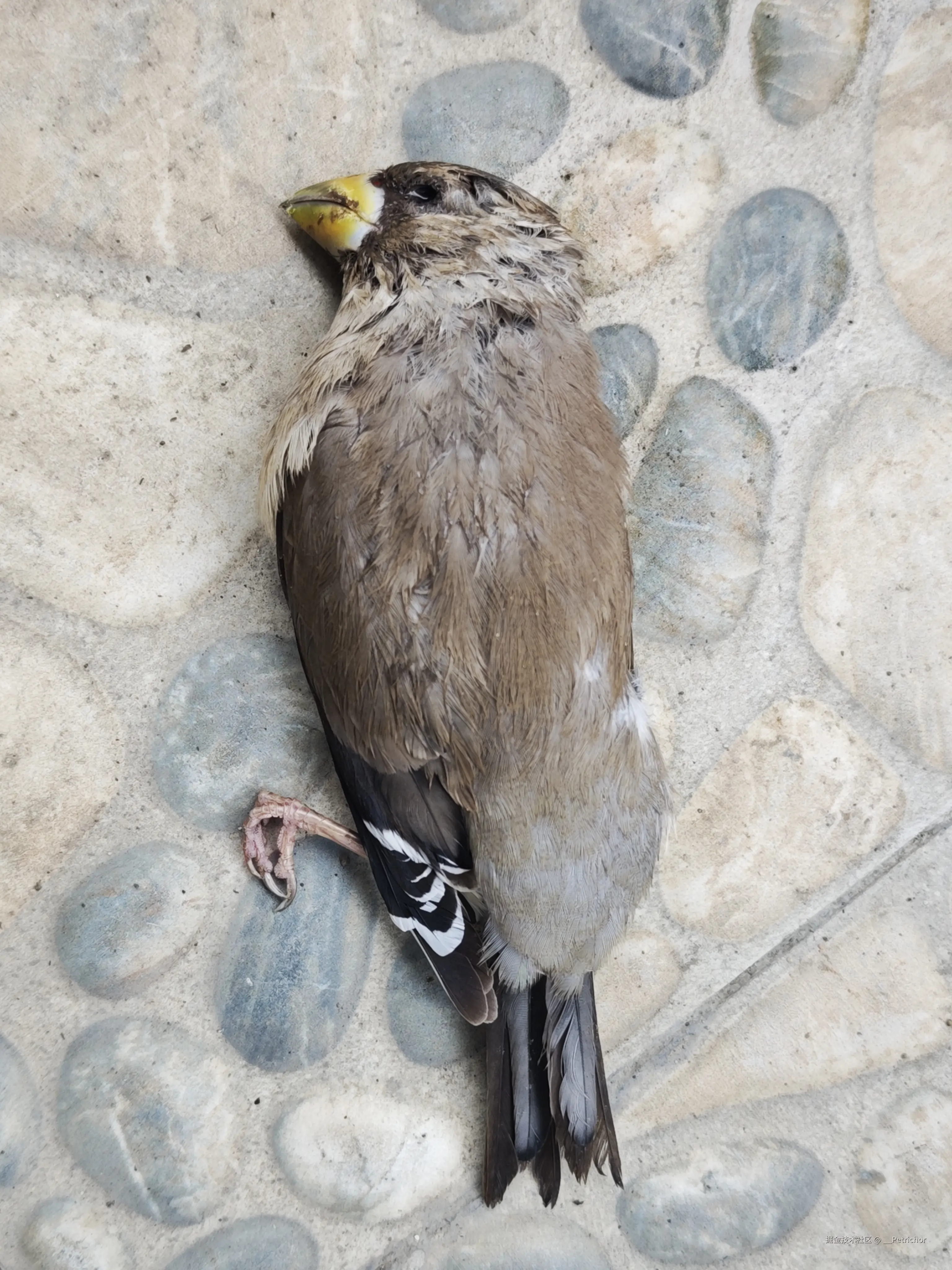 __Petrichor于2025-10-16 13:33发布的图片