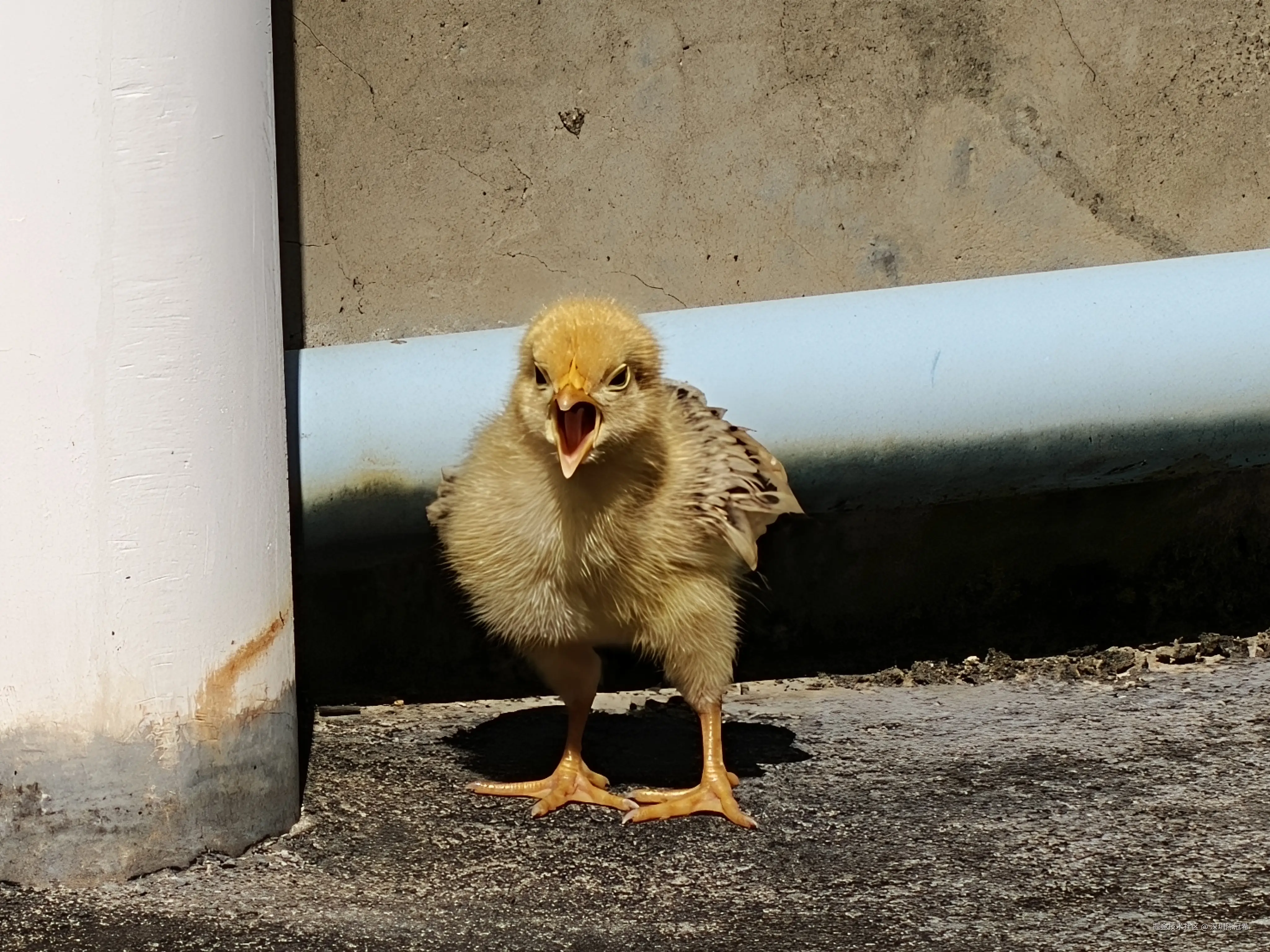 深圳陈冠希于2025-11-15 13:09发布的图片