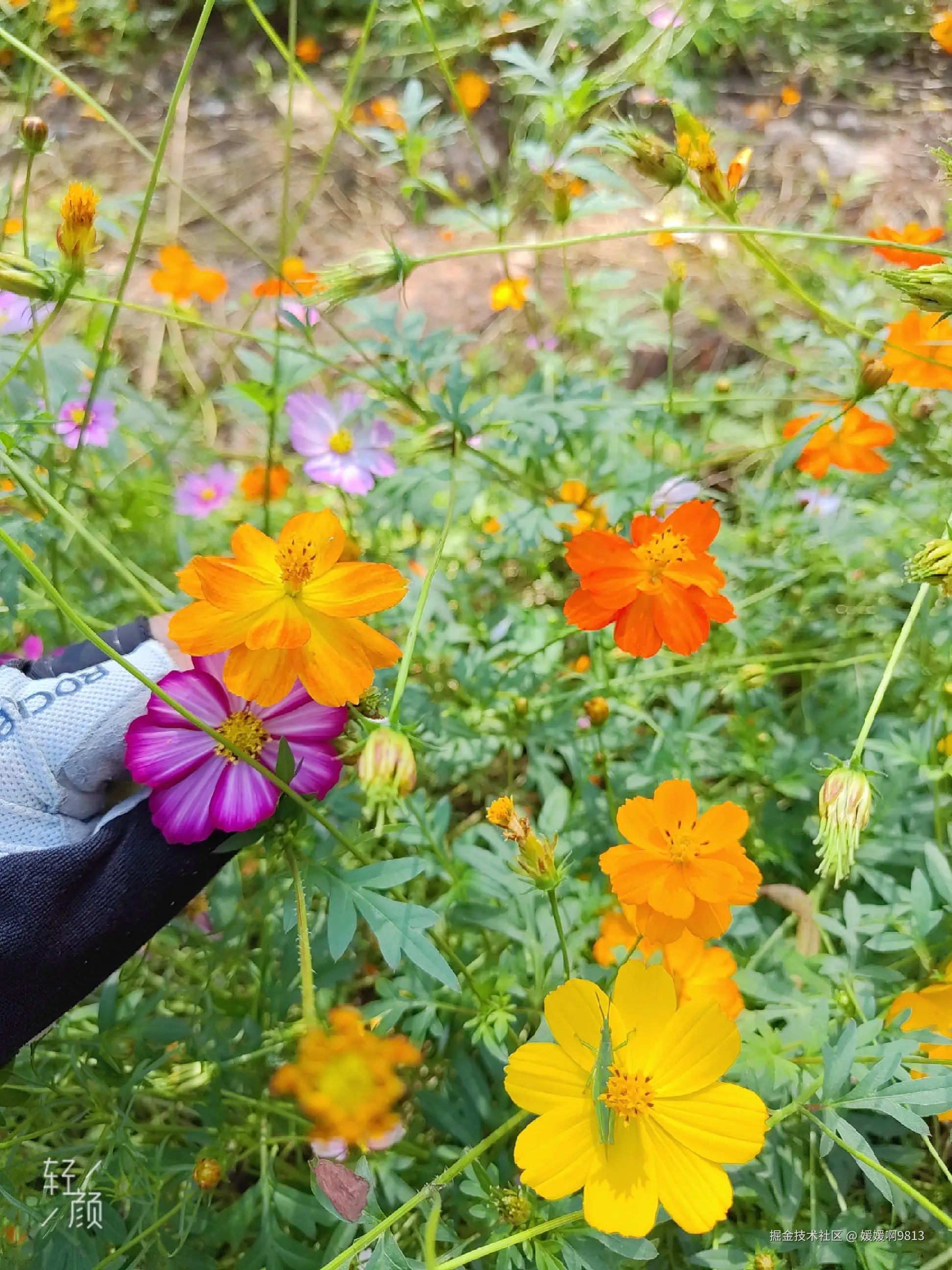 媛媛啊9813于2024-11-13 00:42发布的图片
