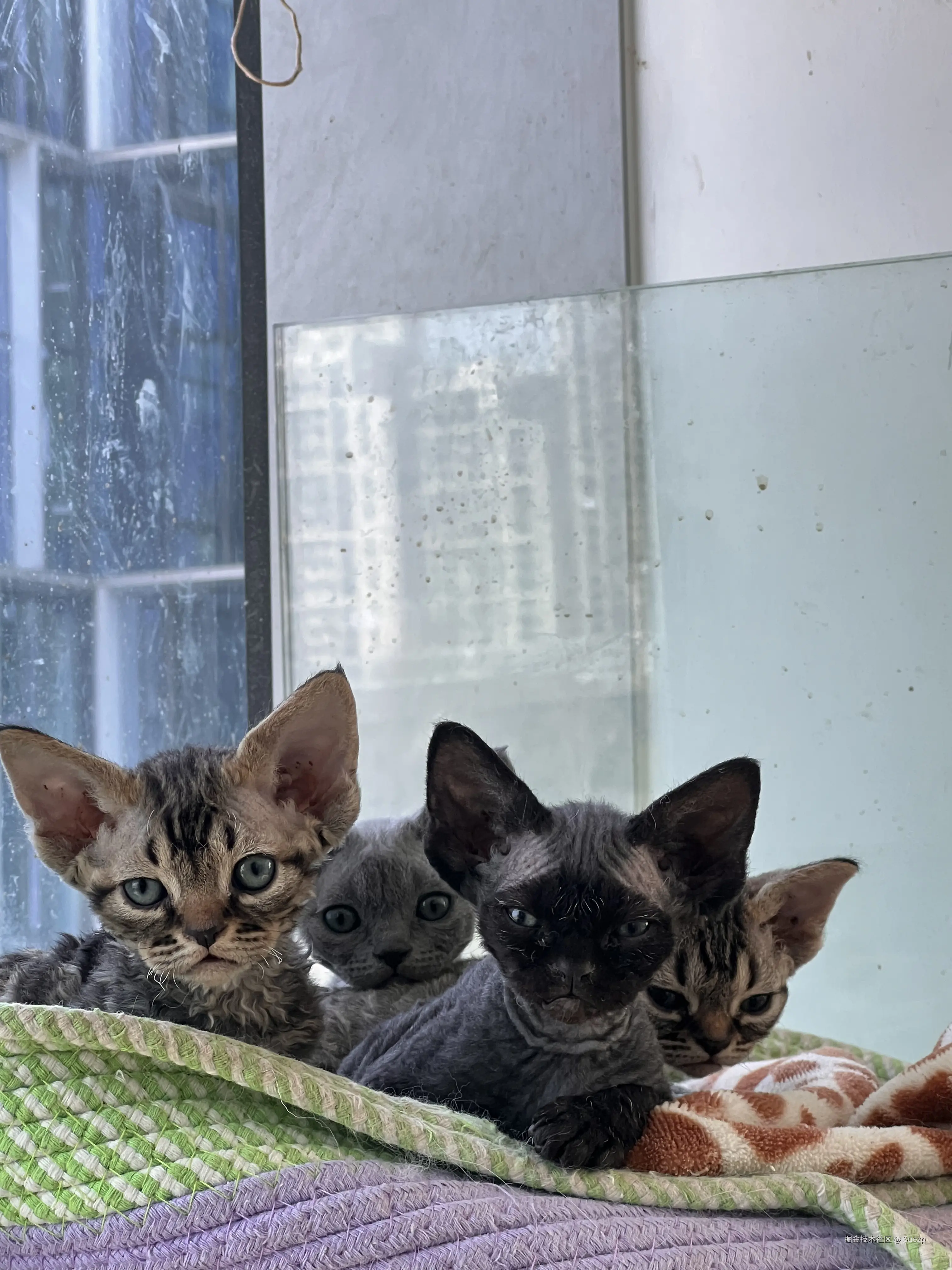 Suezp于2025-02-20 16:17发布的图片