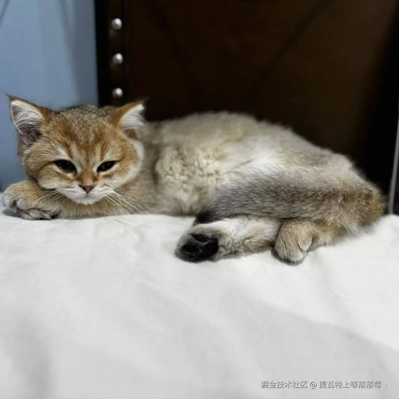 提瓦特上等落落莓丶于2024-11-04 08:47发布的图片