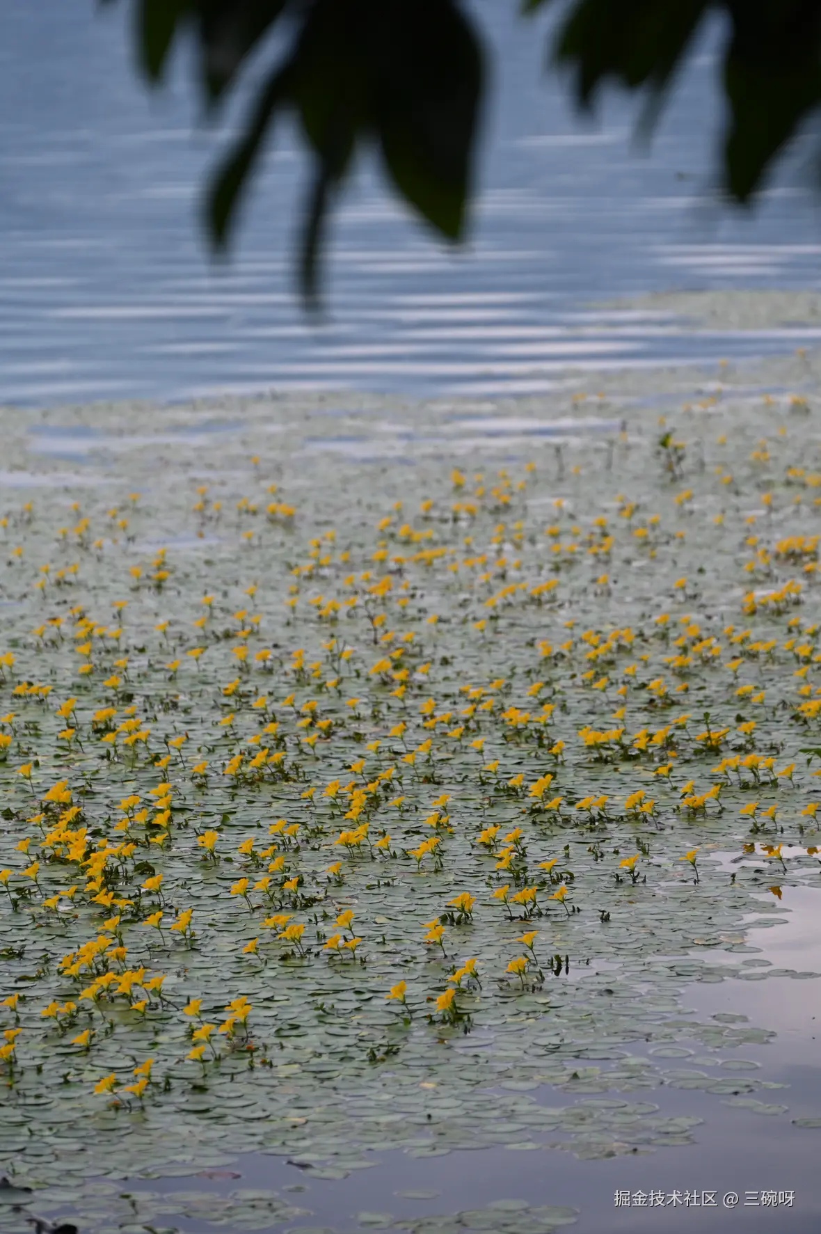 三碗呀于2025-08-11 01:51发布的图片