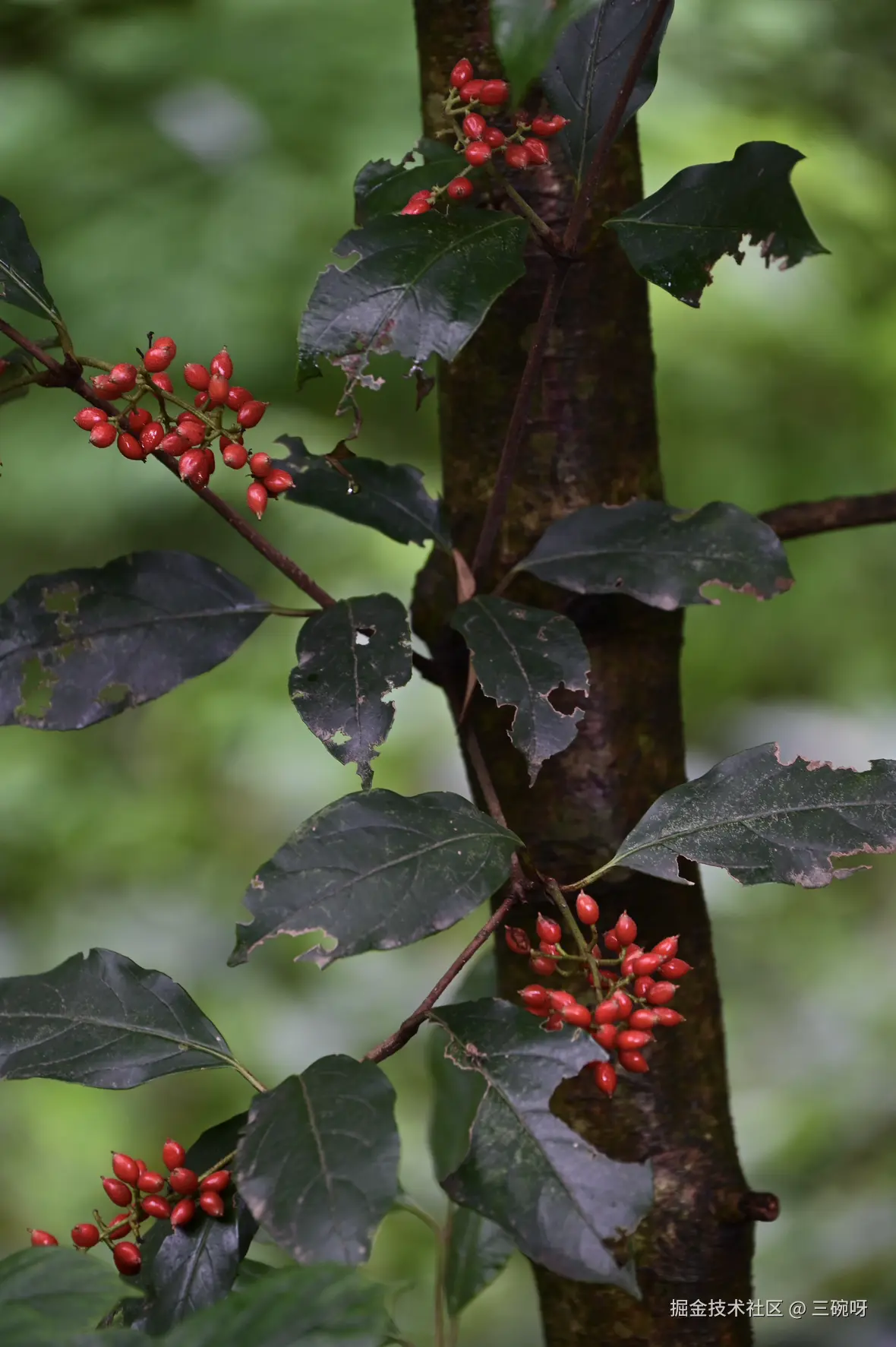 三碗呀于2025-07-07 10:07发布的图片