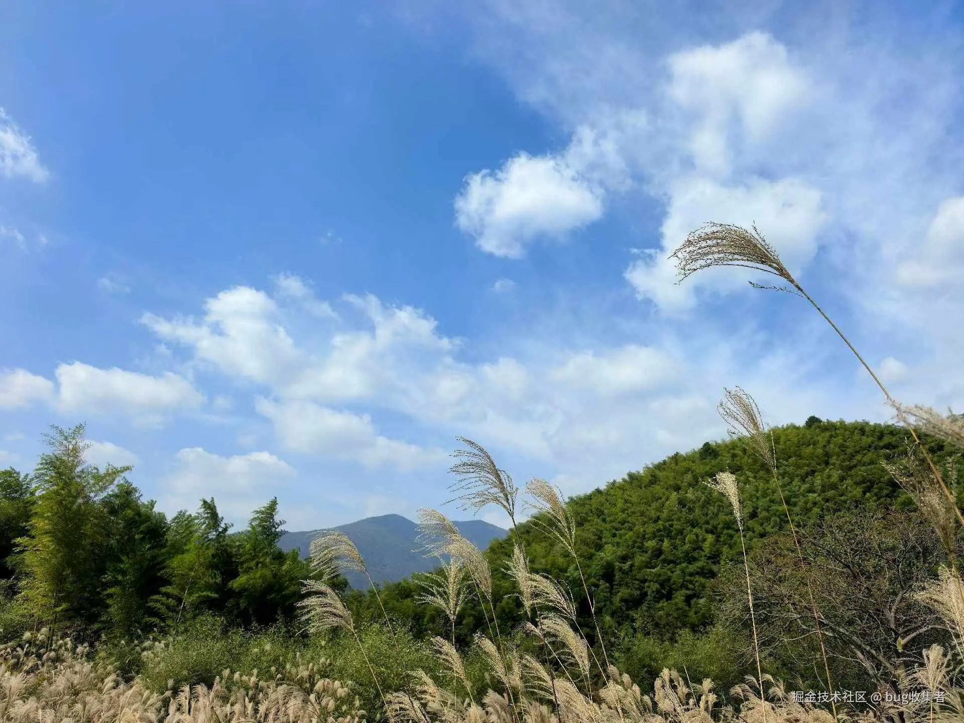 bug收集者于2025-11-03 11:16发布的图片