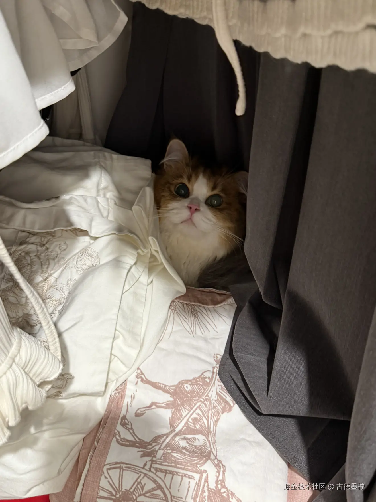 古德墨柠于2025-06-24 10:30发布的图片