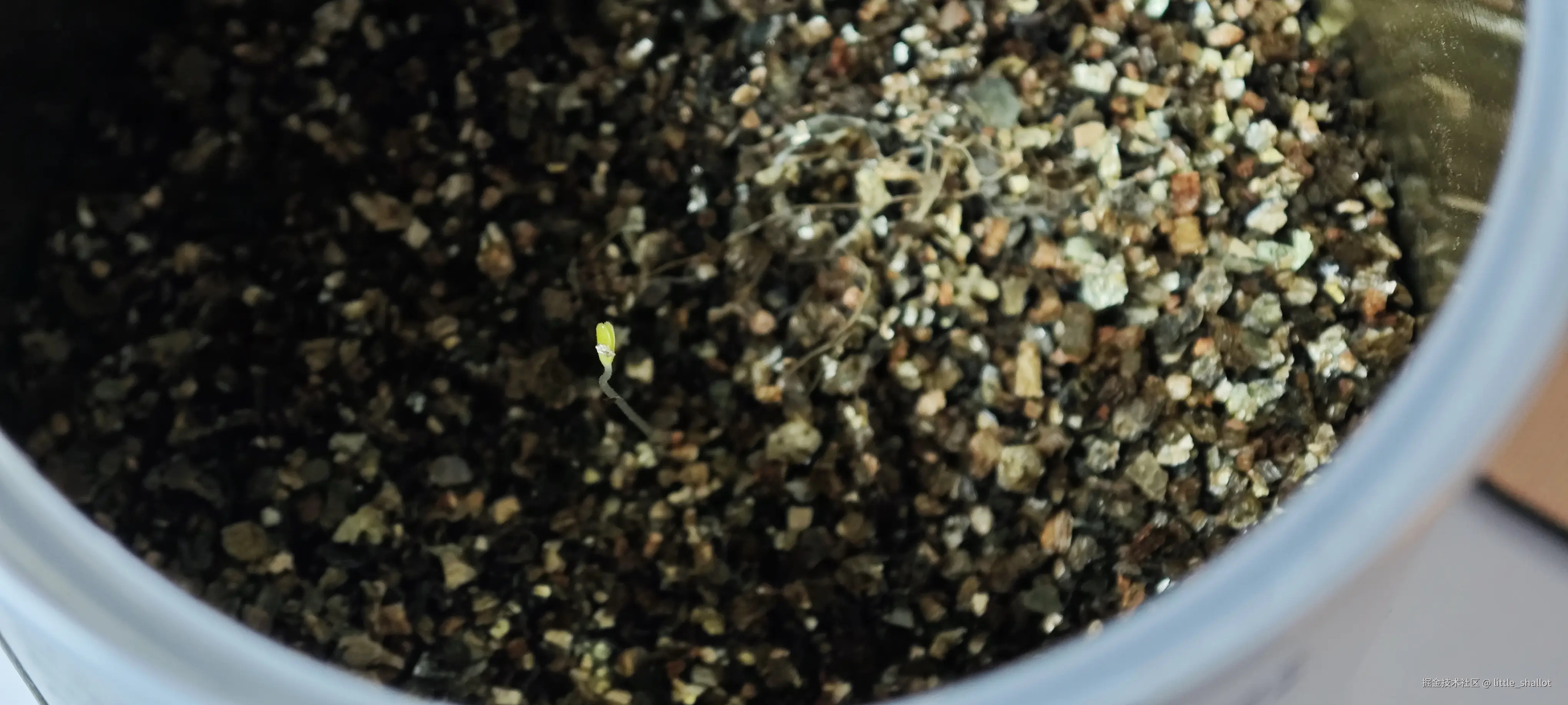 little_shallot于2025-10-09 13:51发布的图片