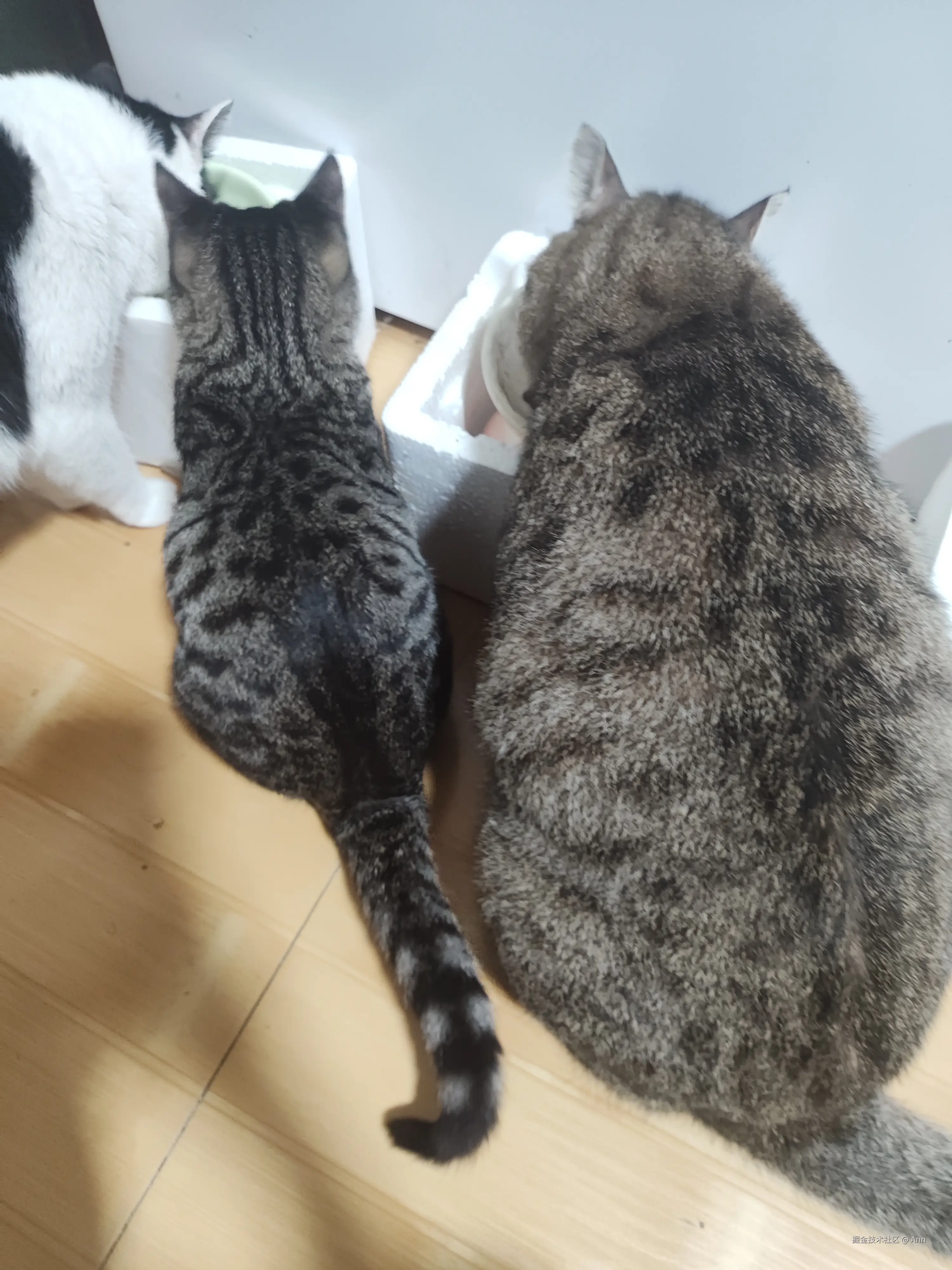 Ann于2024-10-09 10:43发布的图片