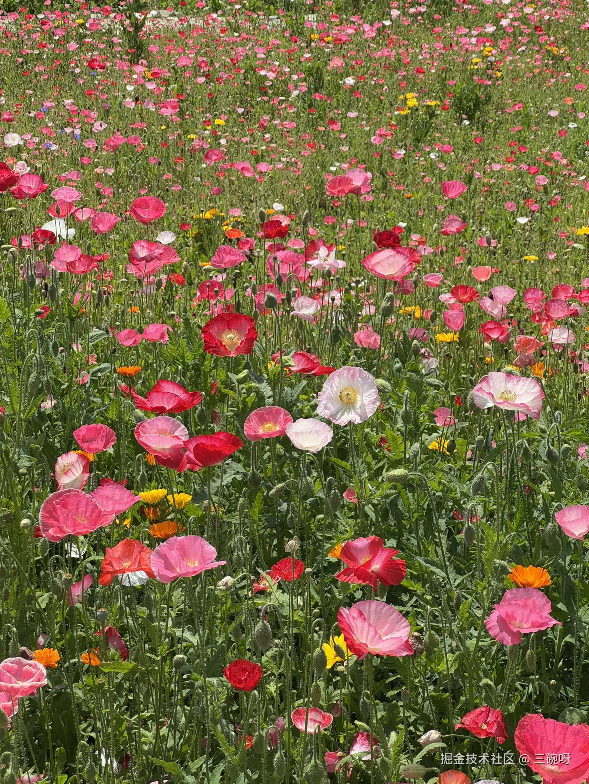 三碗呀于2025-05-08 15:17发布的图片