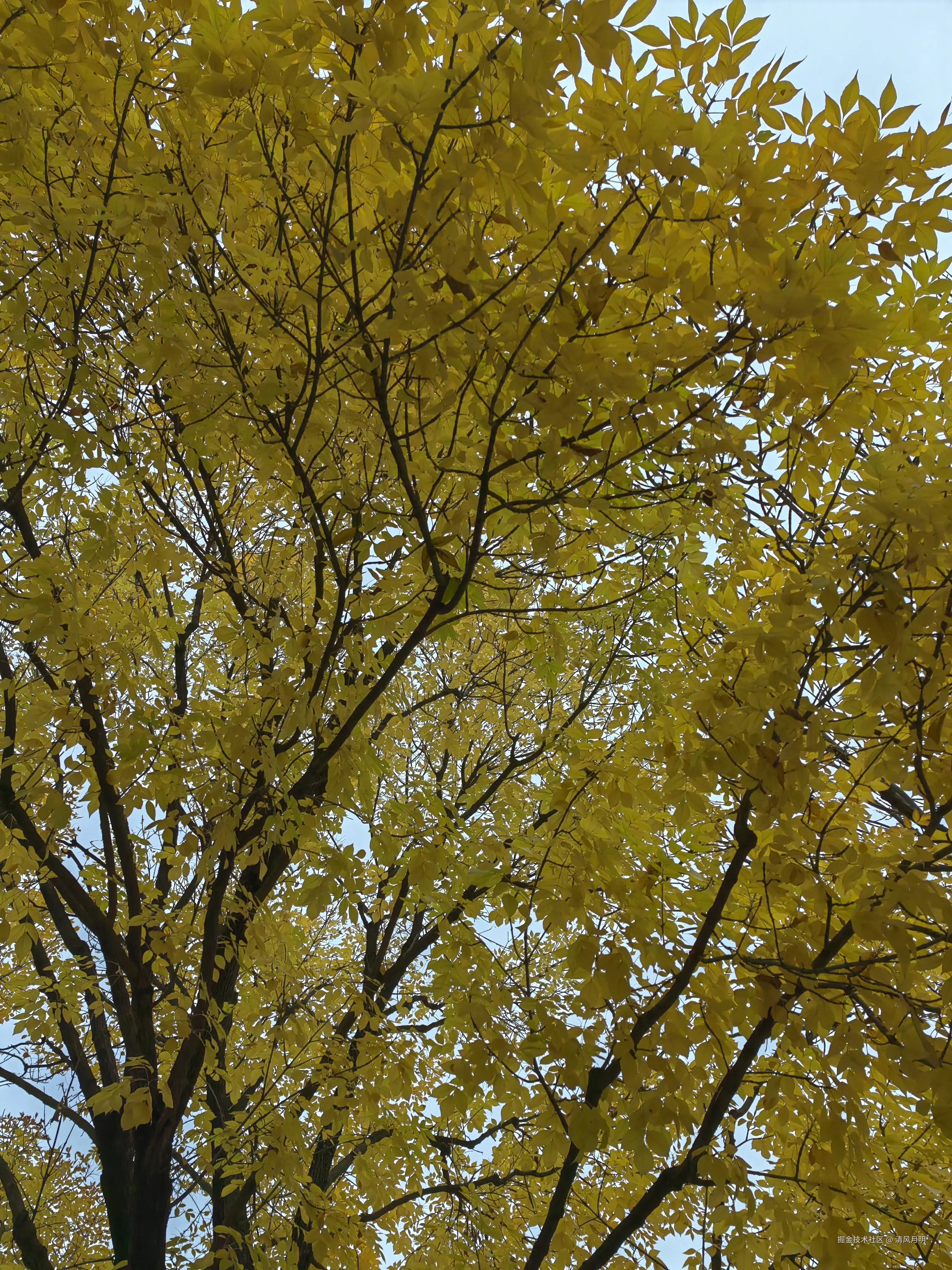 清风月明于2024-11-02 12:38发布的图片