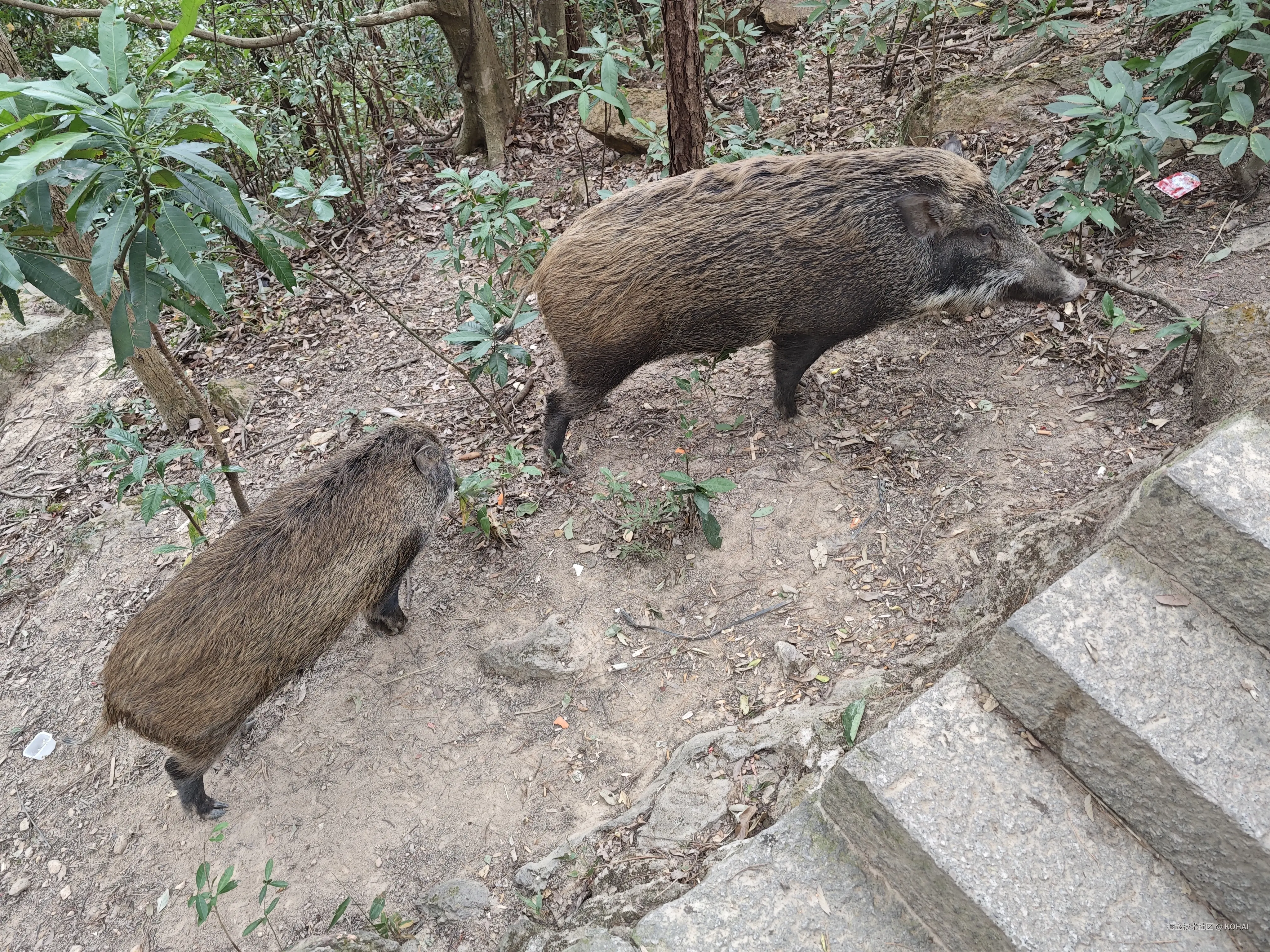 KOHAI于2025-12-01 13:09发布的图片