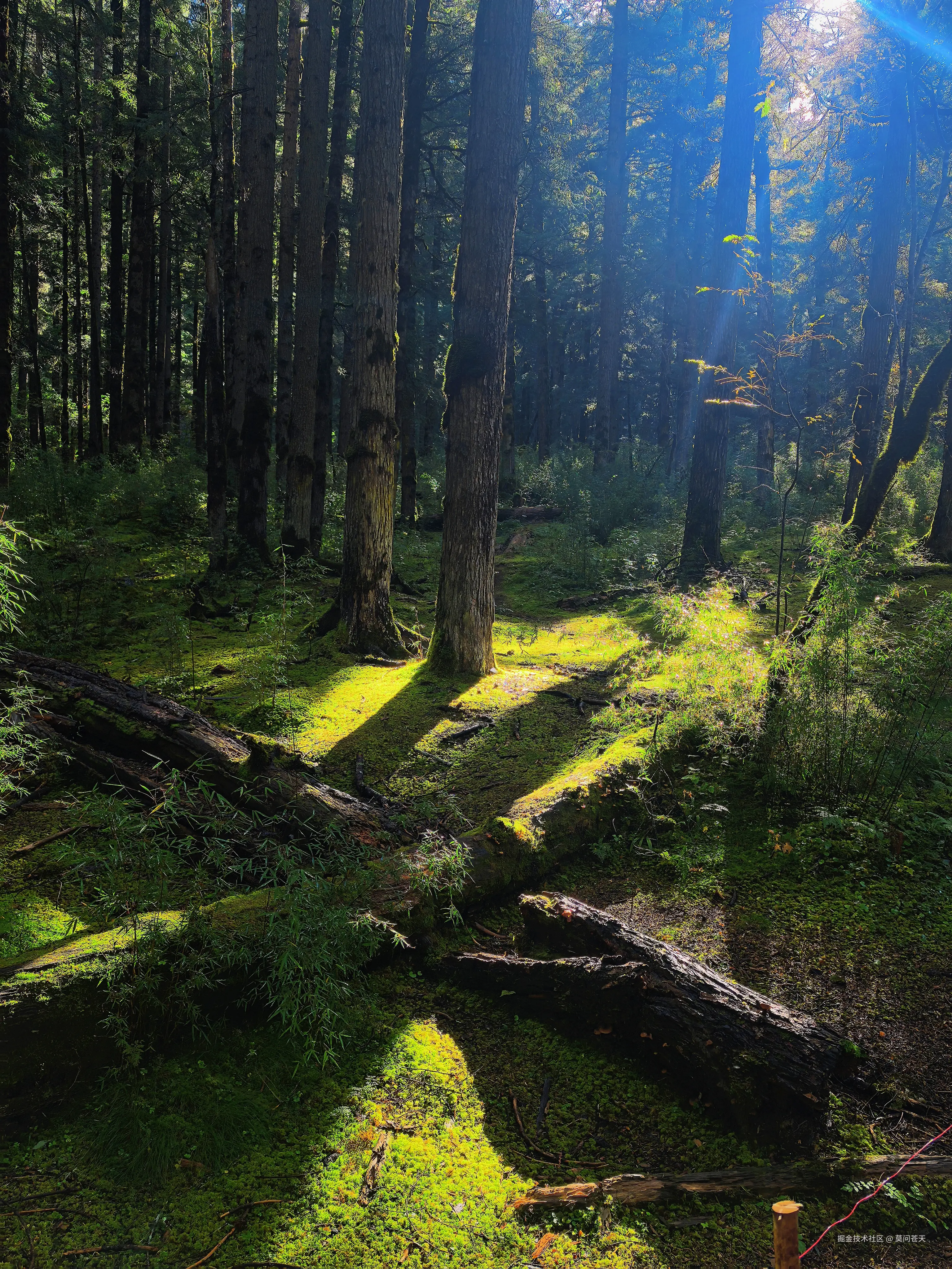 莫问苍天于2025-10-09 10:54发布的图片