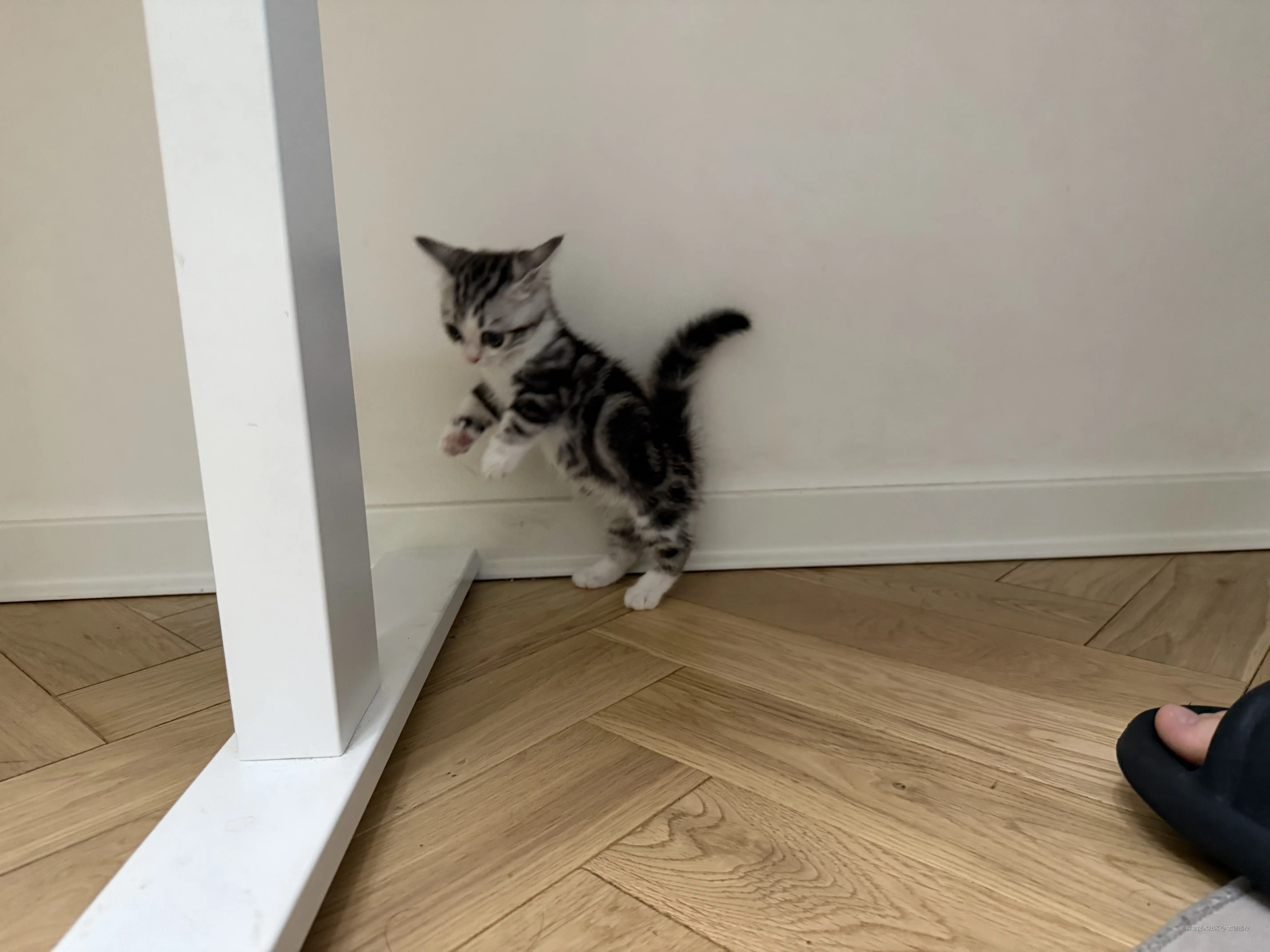 古德墨柠于2025-07-31 15:52发布的图片